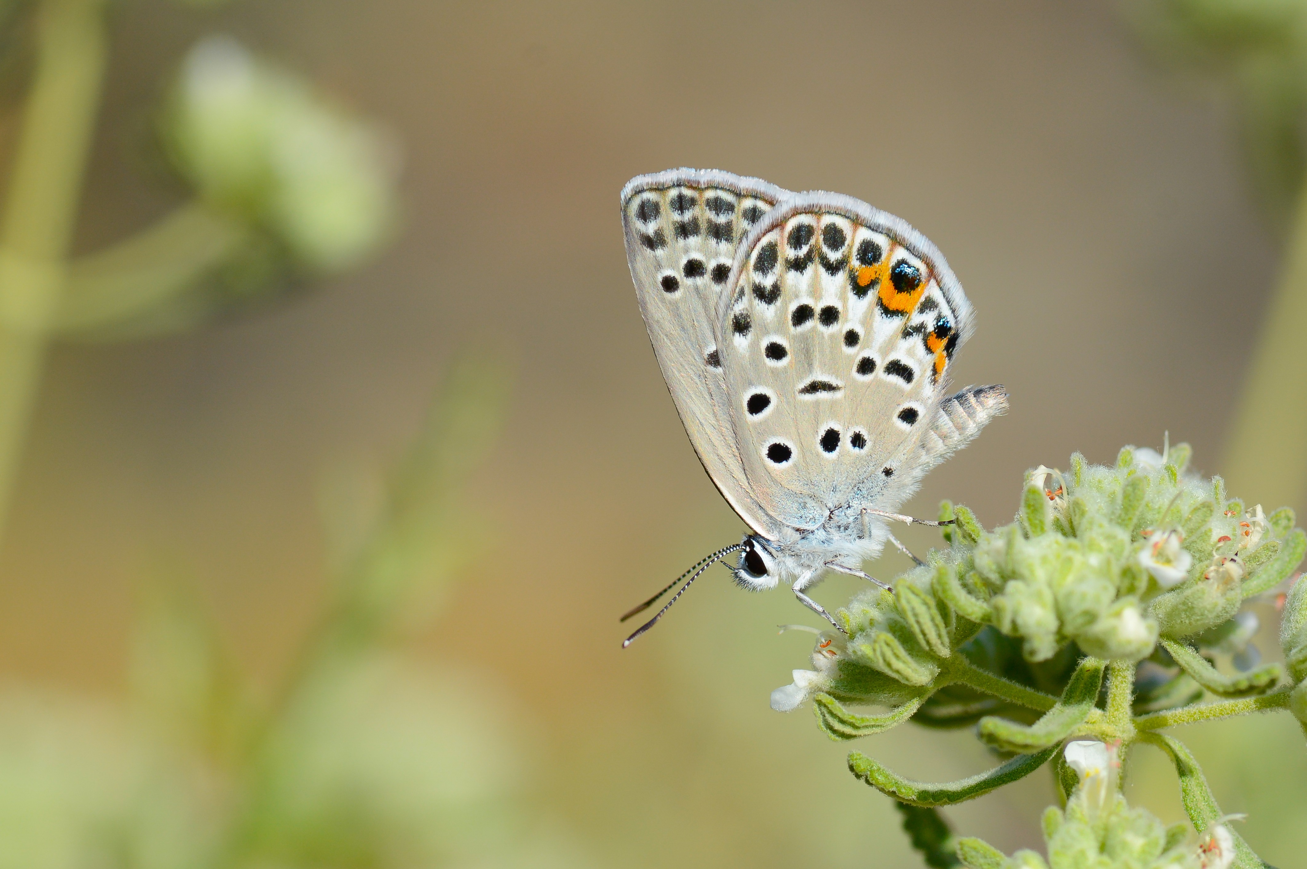 Plebejidea loewii (Çokgözlü Gümüşmavi) butterfly photo