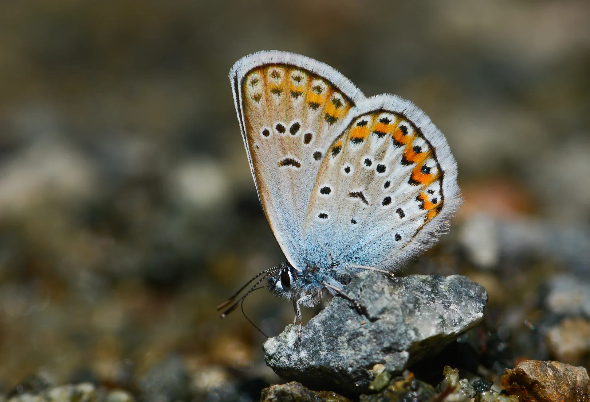 Plebejus argus (GümüşLekeli Esmergöz) butterfly photo