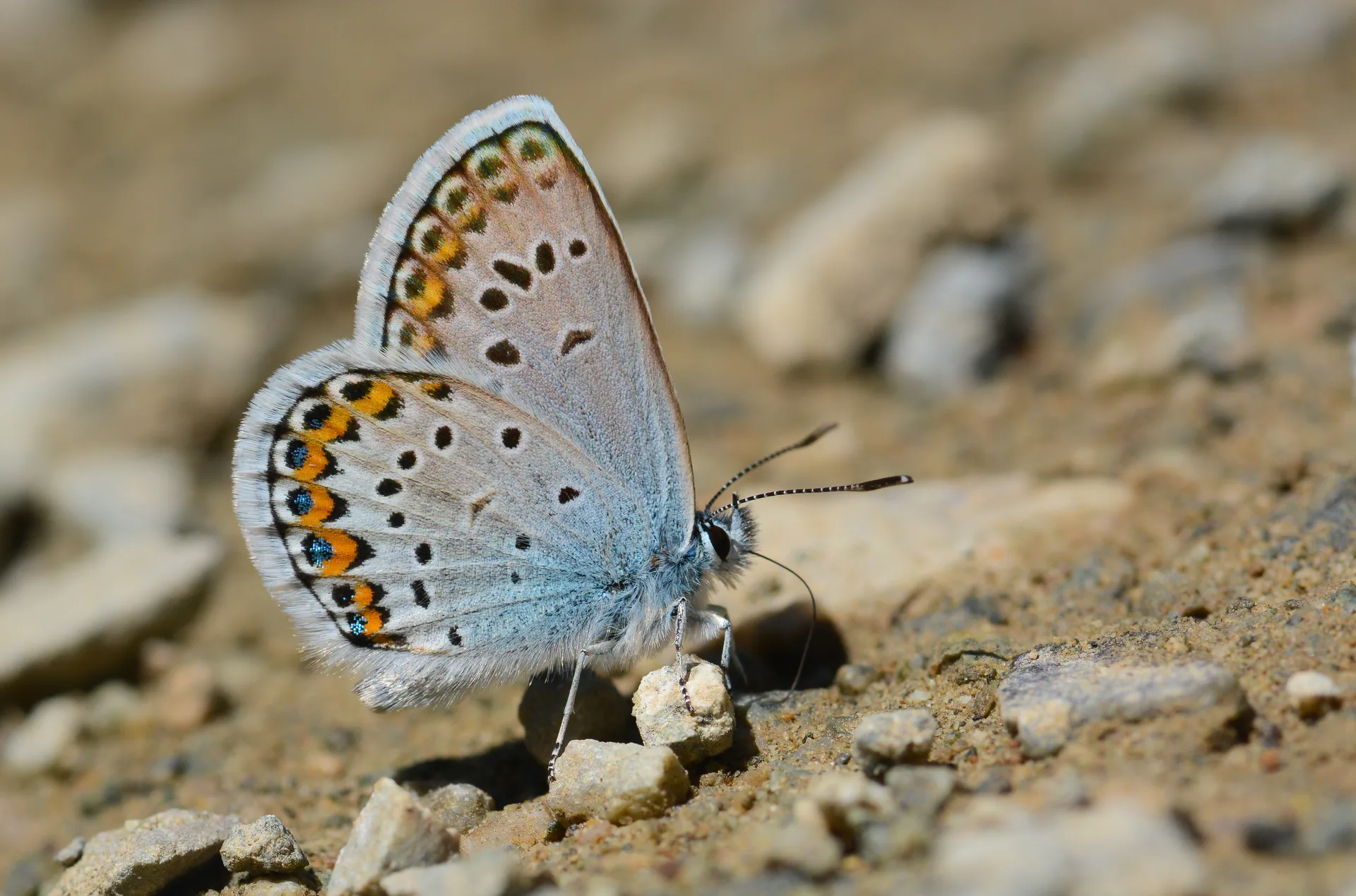 Plebejus argus (GÃ¼mÃ¼ÅŸLekeli EsmergÃ¶z) butterfly photo