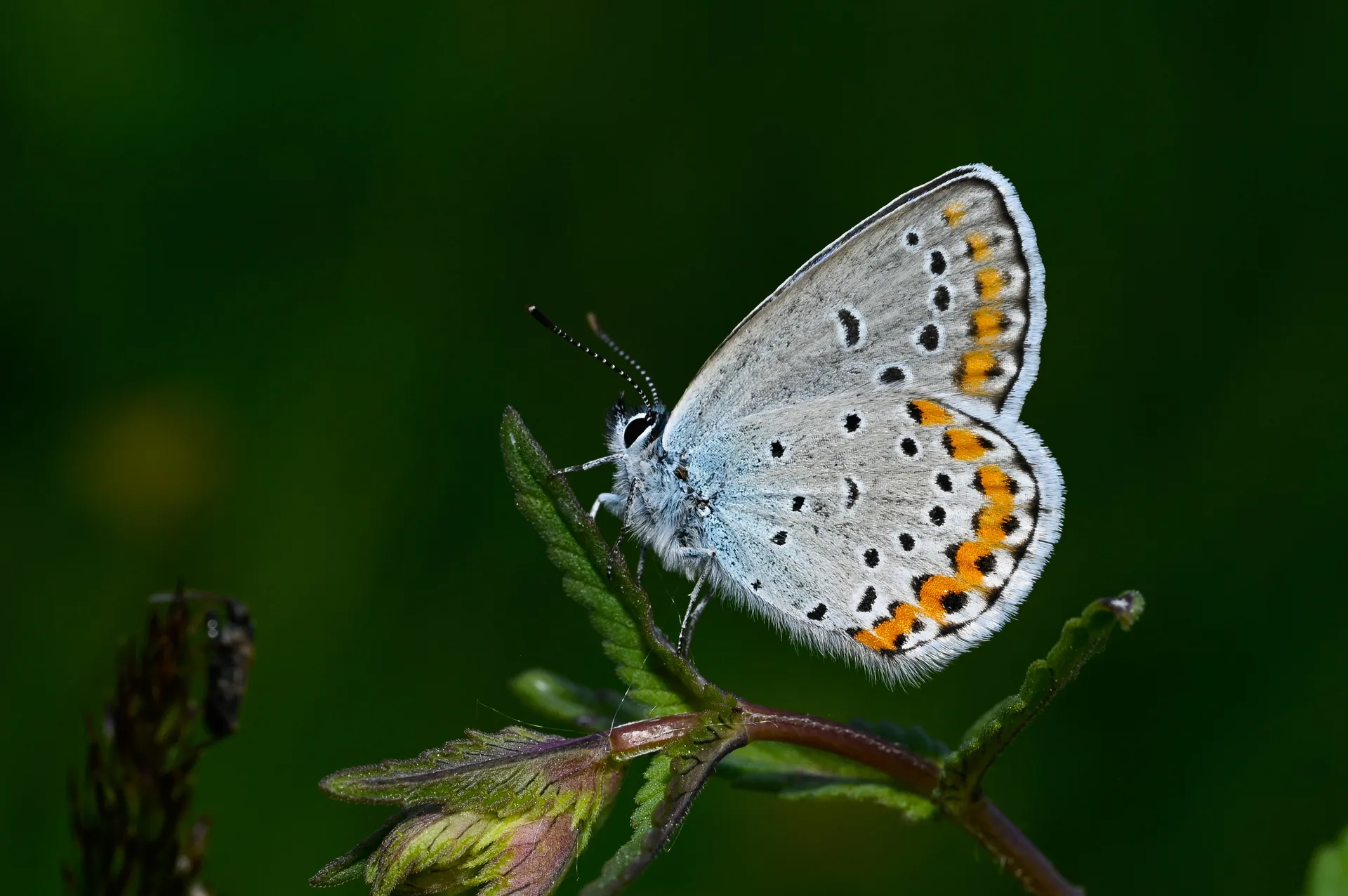 Plebejus argyrognomon (Avrupalı Esmergöz) butterfly photo