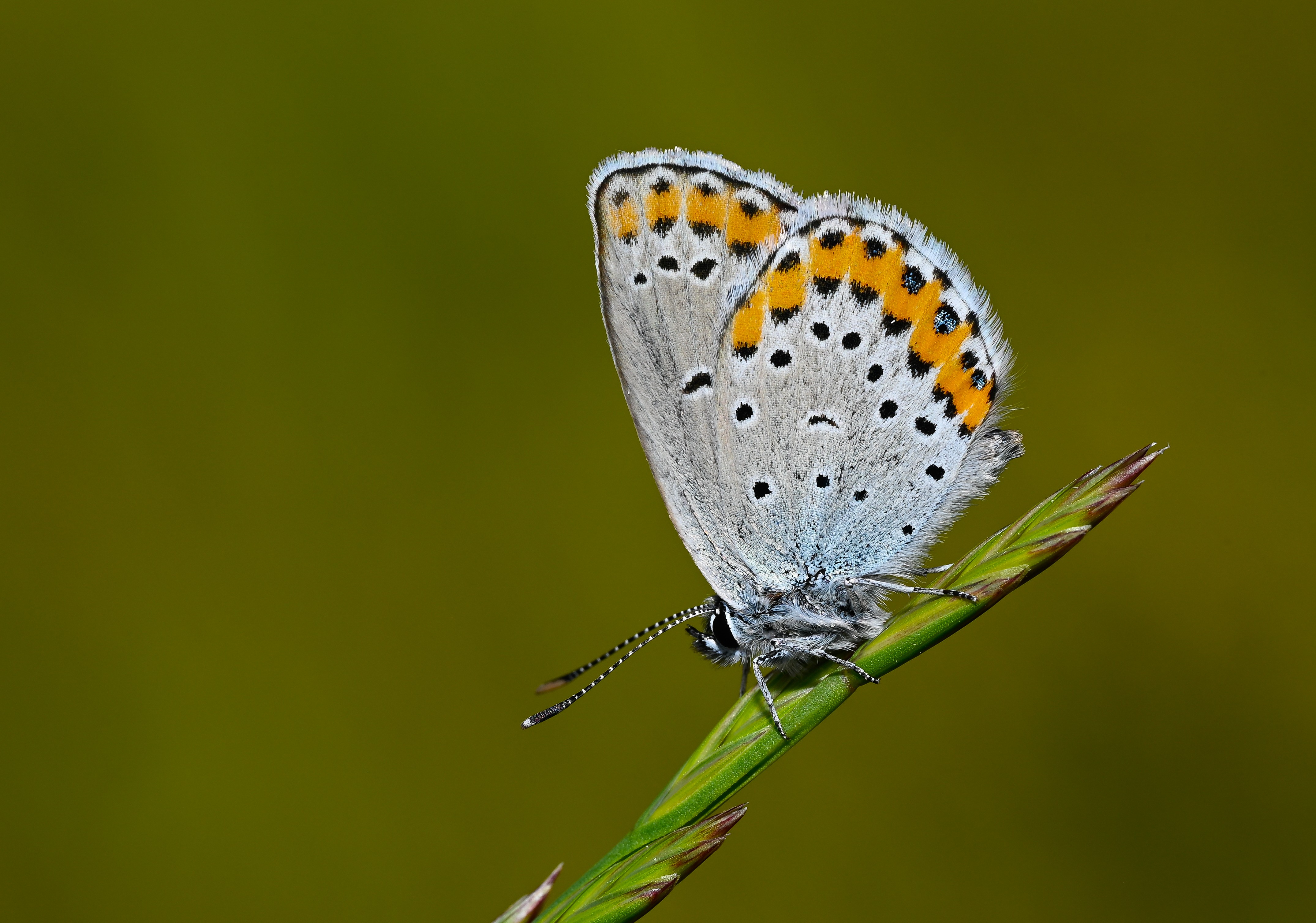 Plebejus argyrognomon (Avrupalı Esmergöz) butterfly photo