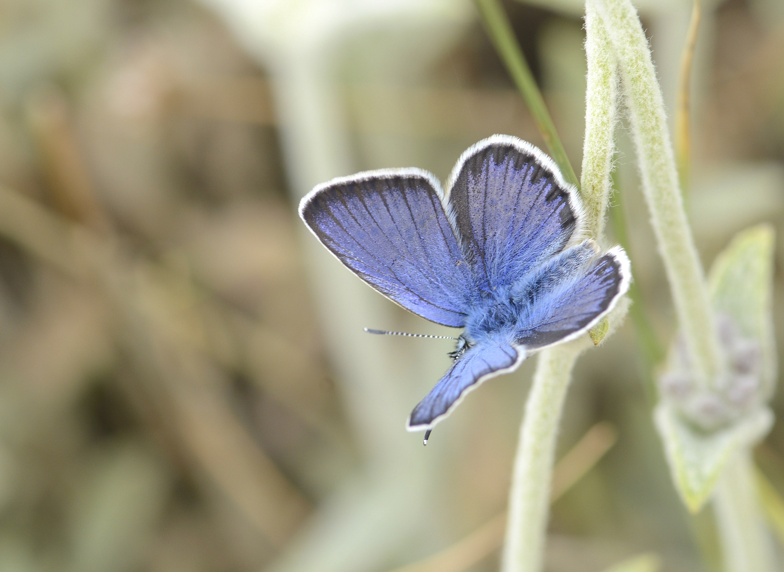 Plebejus idas (Idasmavisi; Esmergöz) butterfly photo