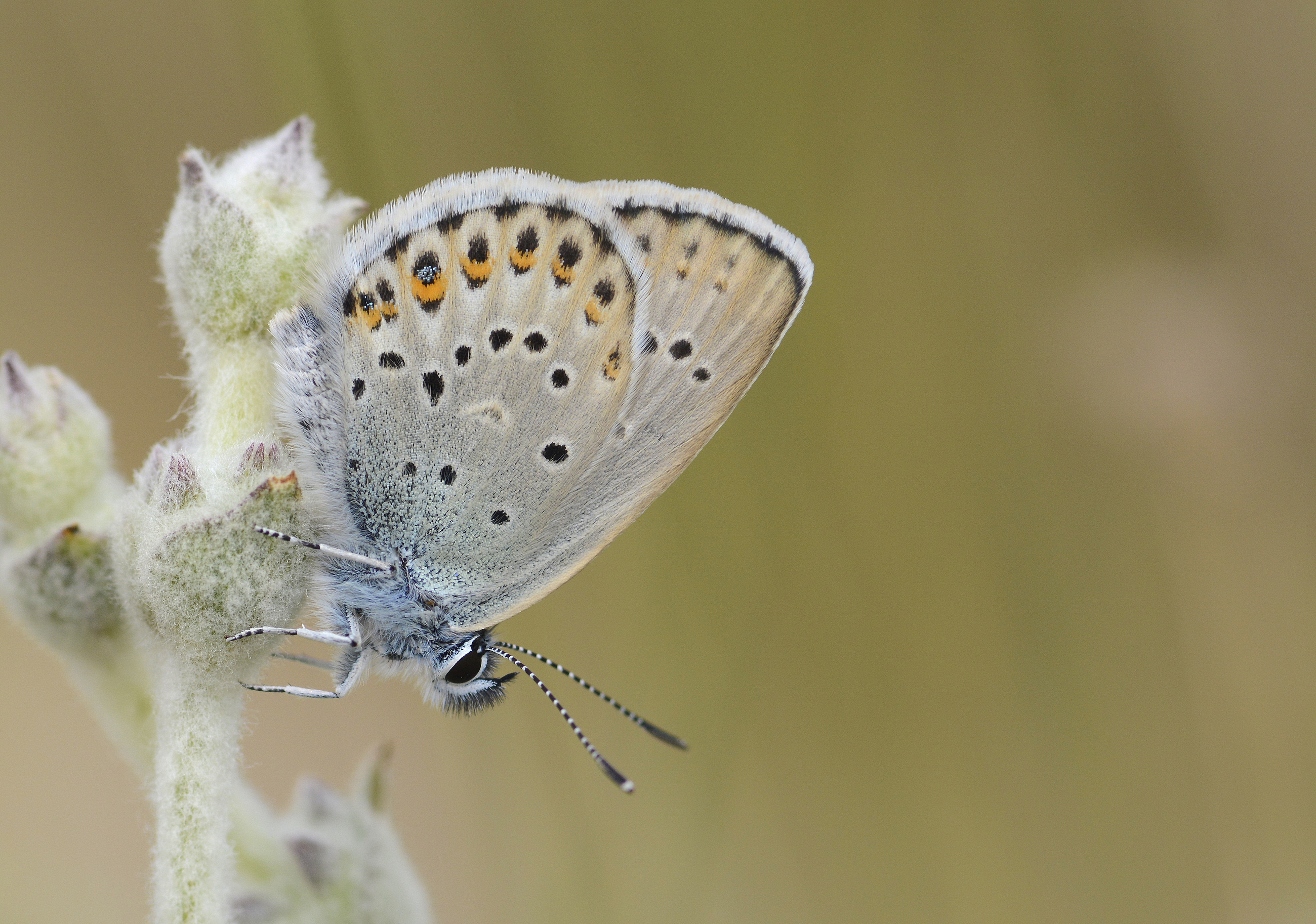 Plebejus idas (Idasmavisi; Esmergöz) butterfly photo