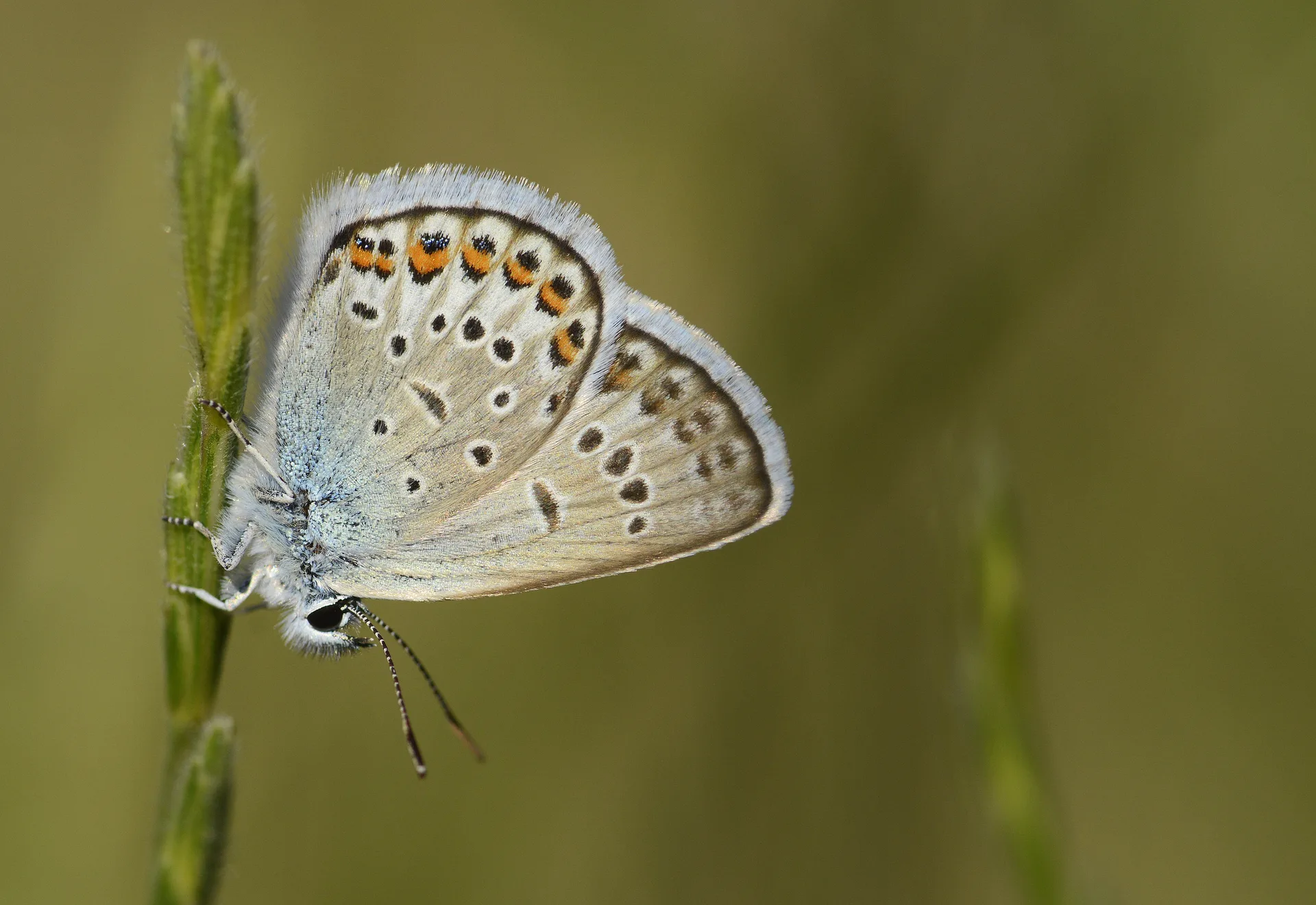 Plebejus idas (Idasmavisi; EsmergÃ¶z) butterfly photo