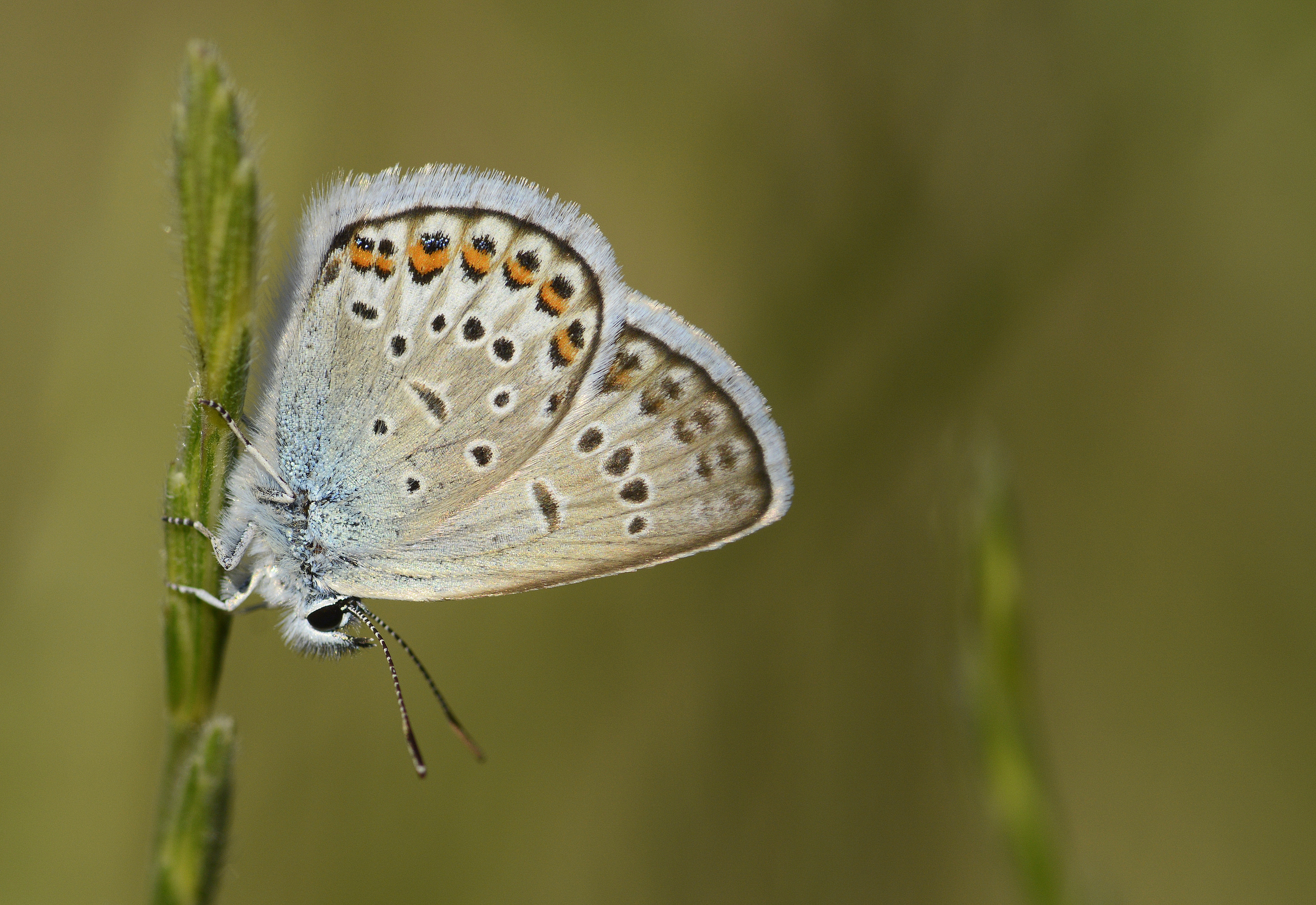 Plebejus idas (Idasmavisi; Esmergöz) butterfly photo