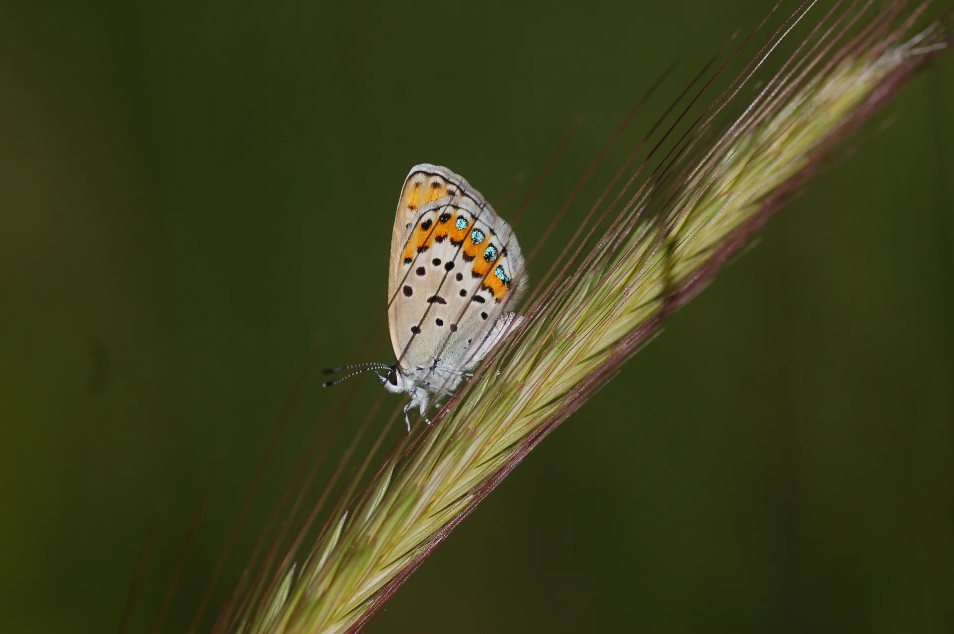 Plebejus idas (Idasmavisi; EsmergÃ¶z) butterfly photo