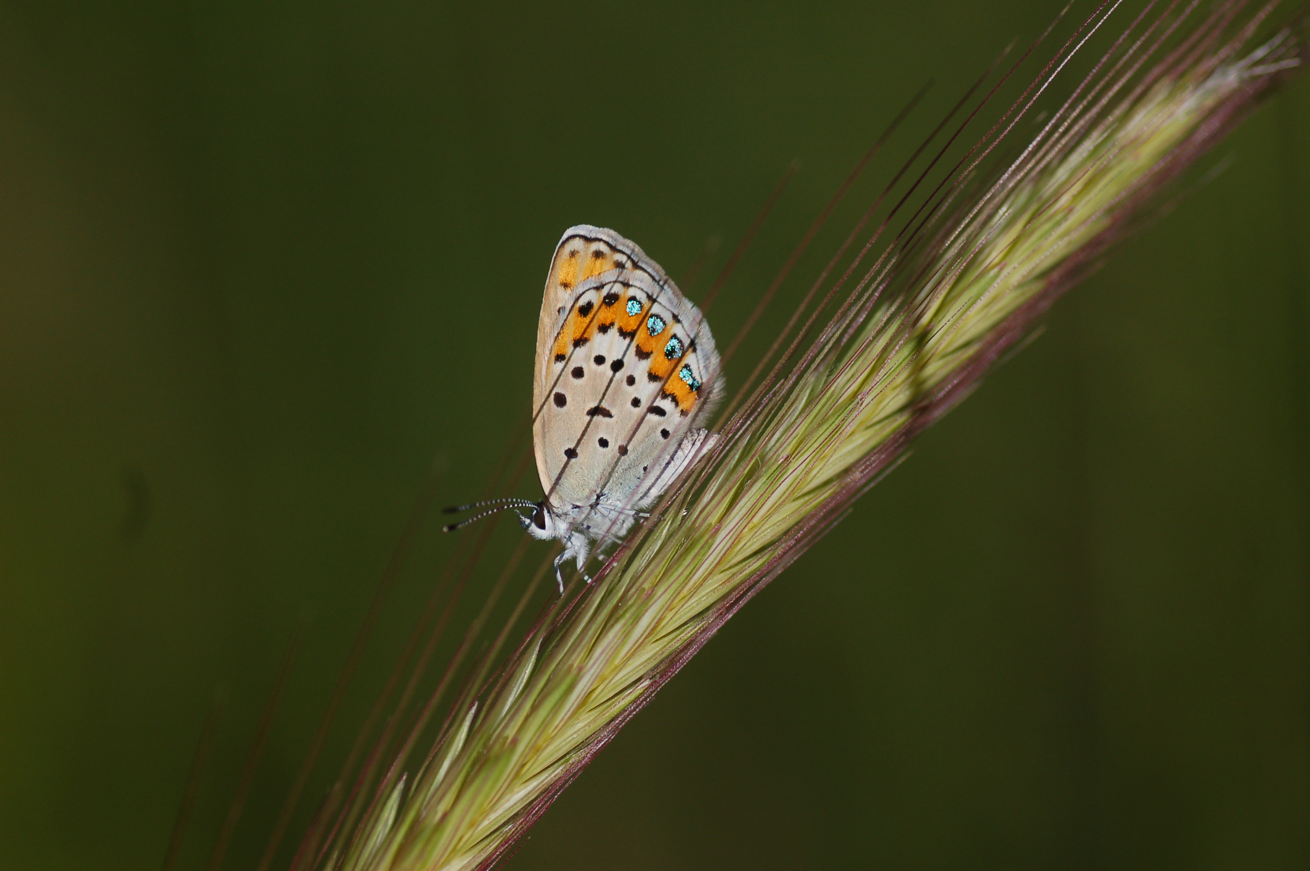 Plebejus idas (Idasmavisi; Esmergöz) butterfly photo
