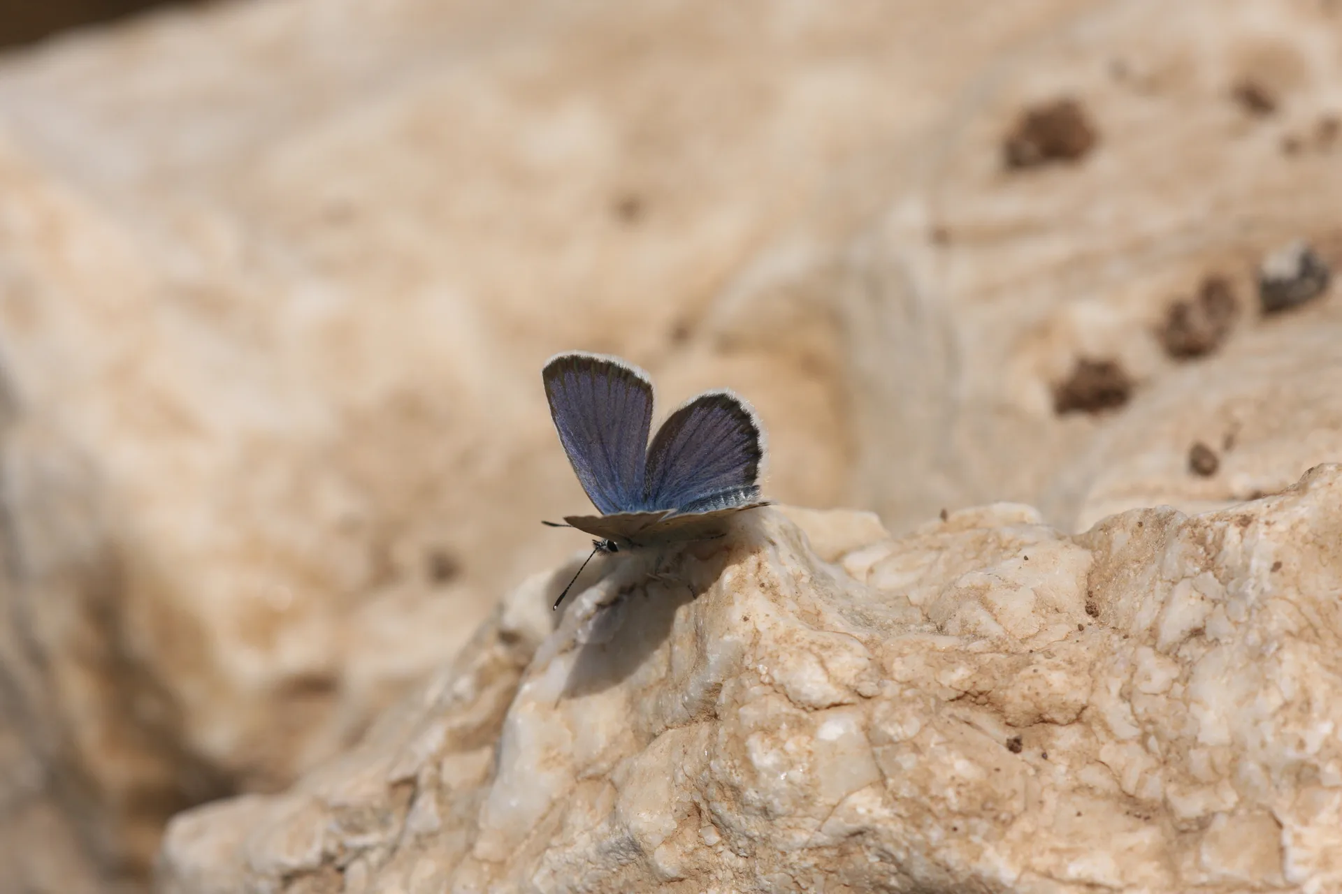 Plebejus idas (Idasmavisi; EsmergÃ¶z) butterfly photo