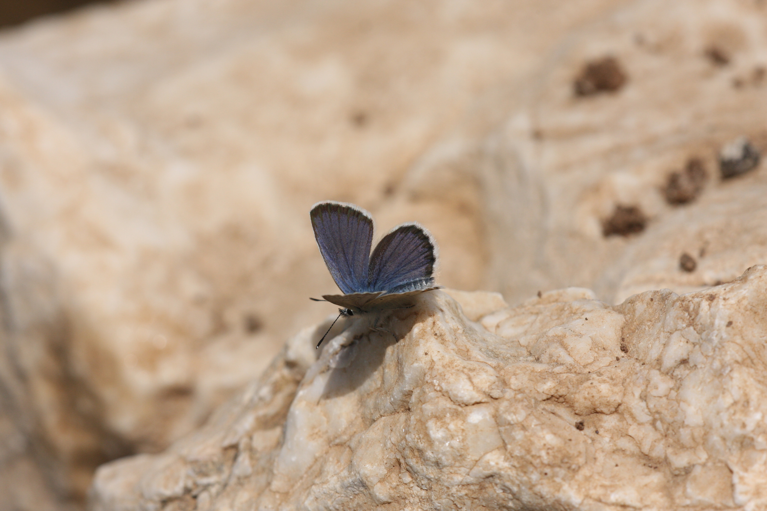 Plebejus idas (Idasmavisi; Esmergöz) butterfly photo
