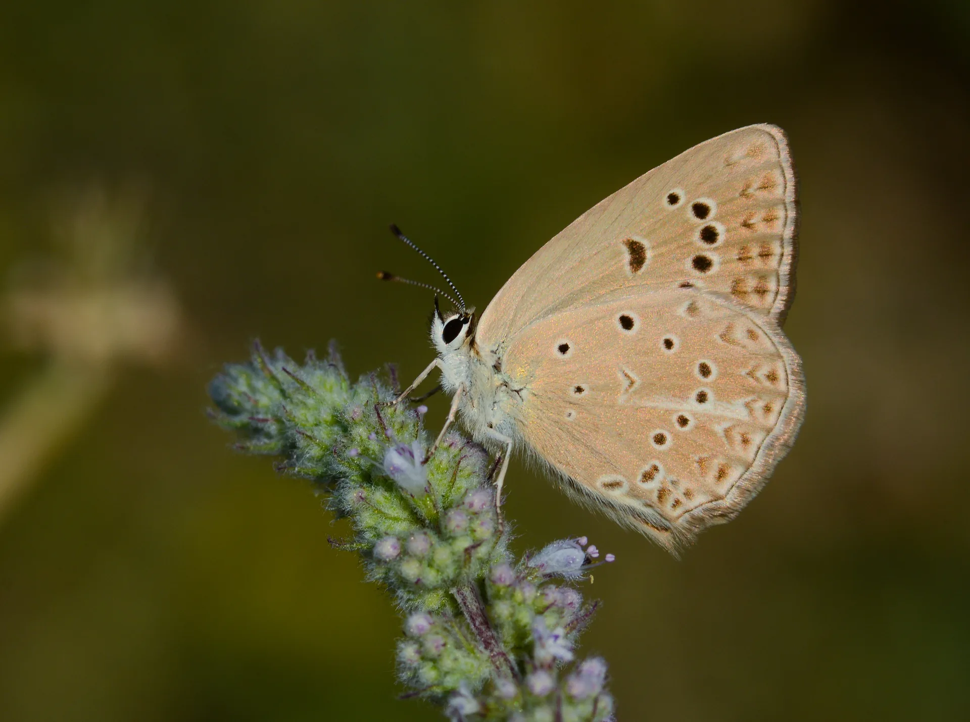Polyommatus admetus (Anormal Çokgözlü) butterfly photo