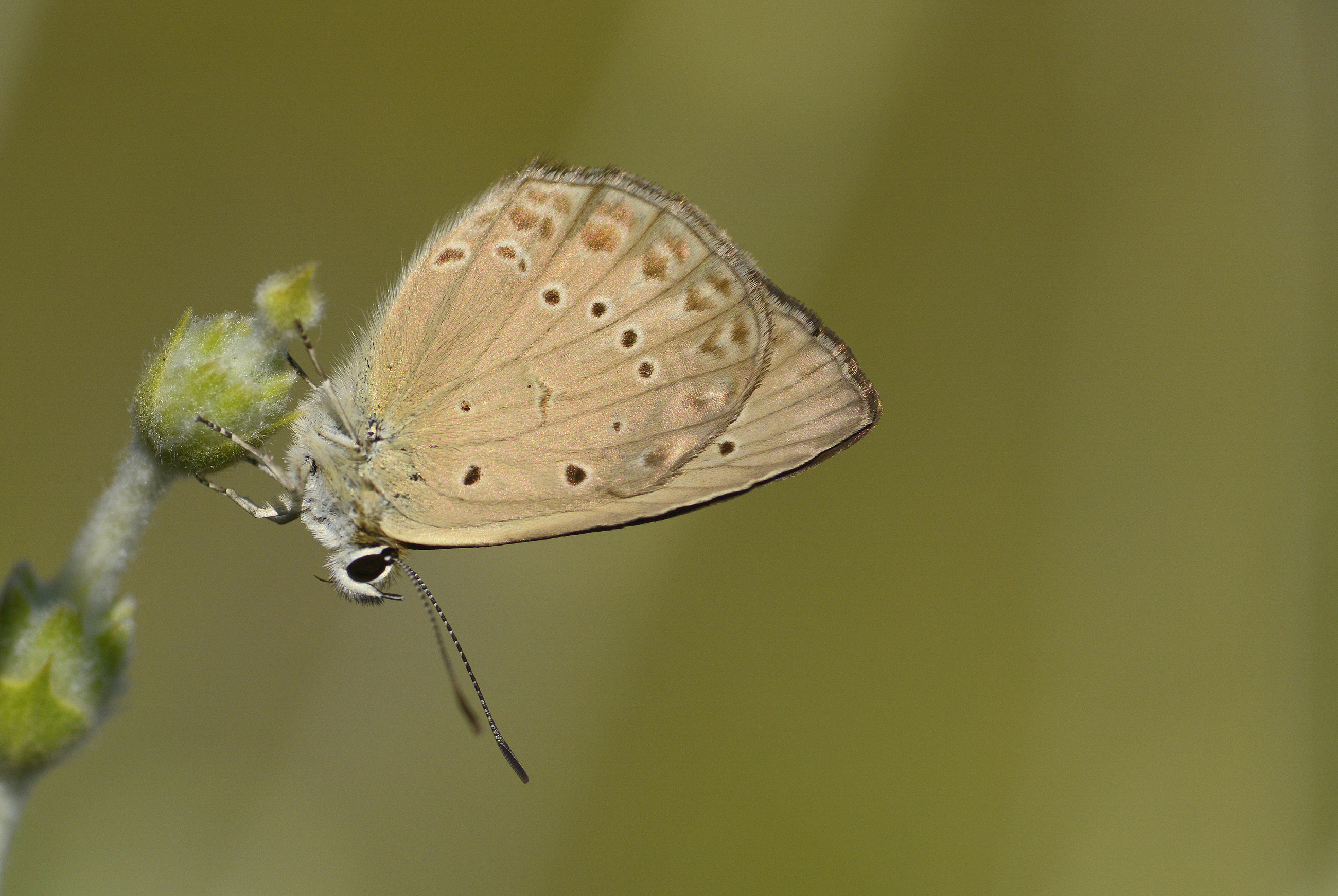 Polyommatus admetus (Anormal Çokgözlü) butterfly photo