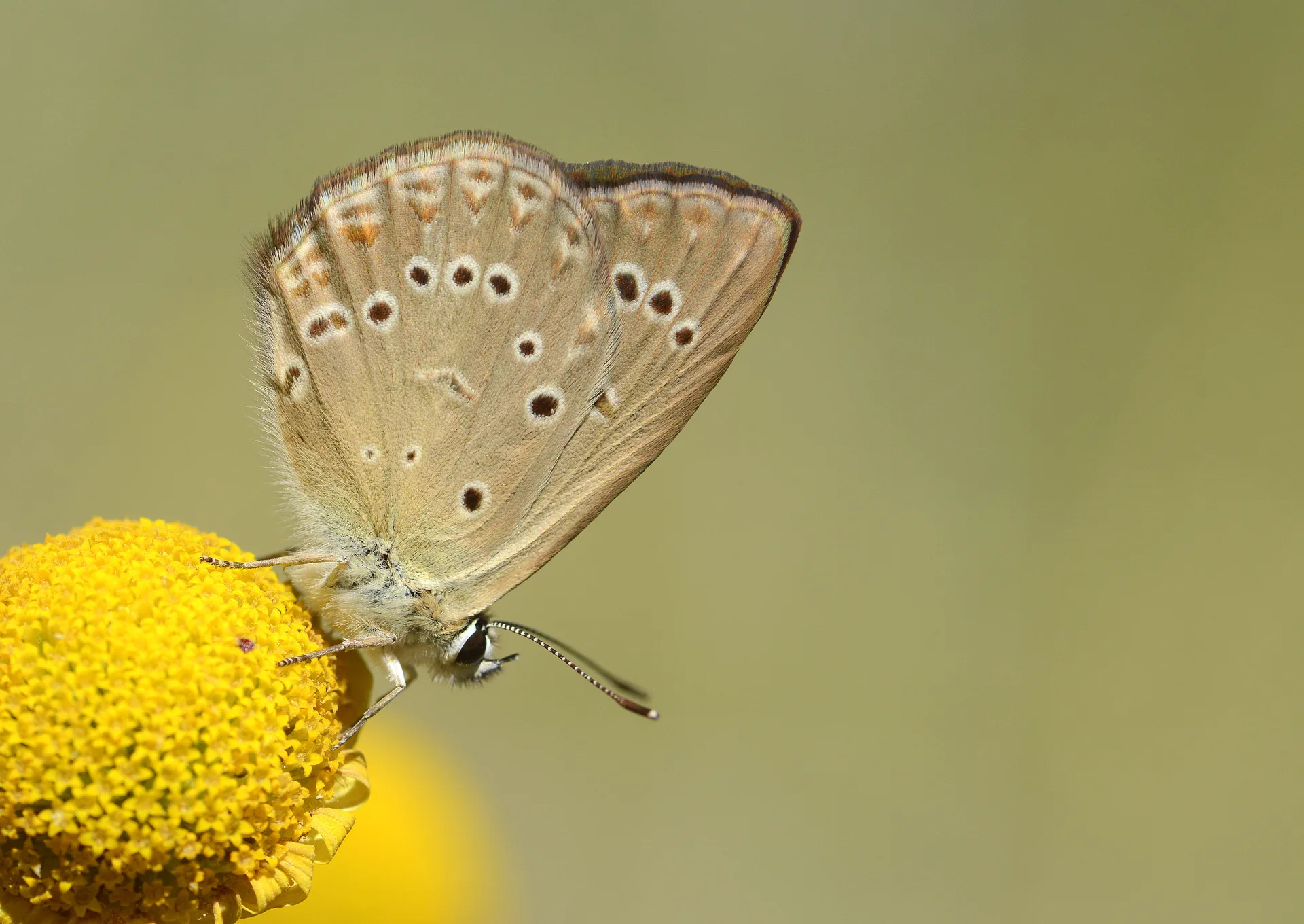 Polyommatus admetus (Anormal Ã‡okgÃ¶zlÃ¼) butterfly photo