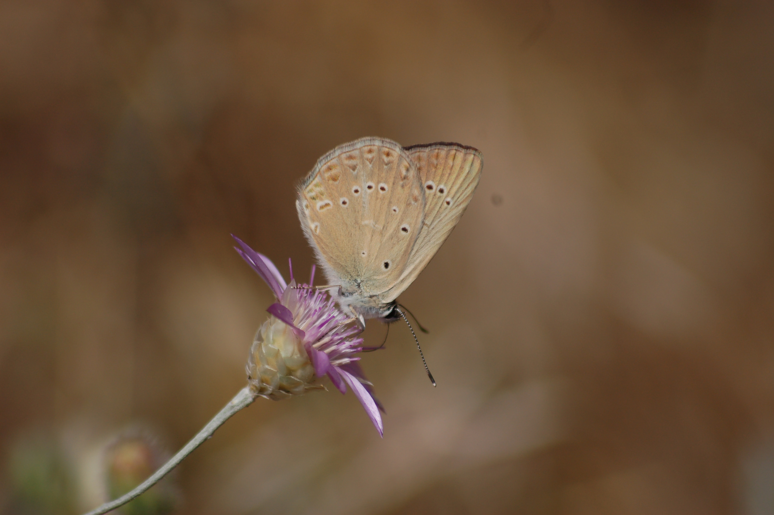 Polyommatus admetus (Anormal Çokgözlü) butterfly photo