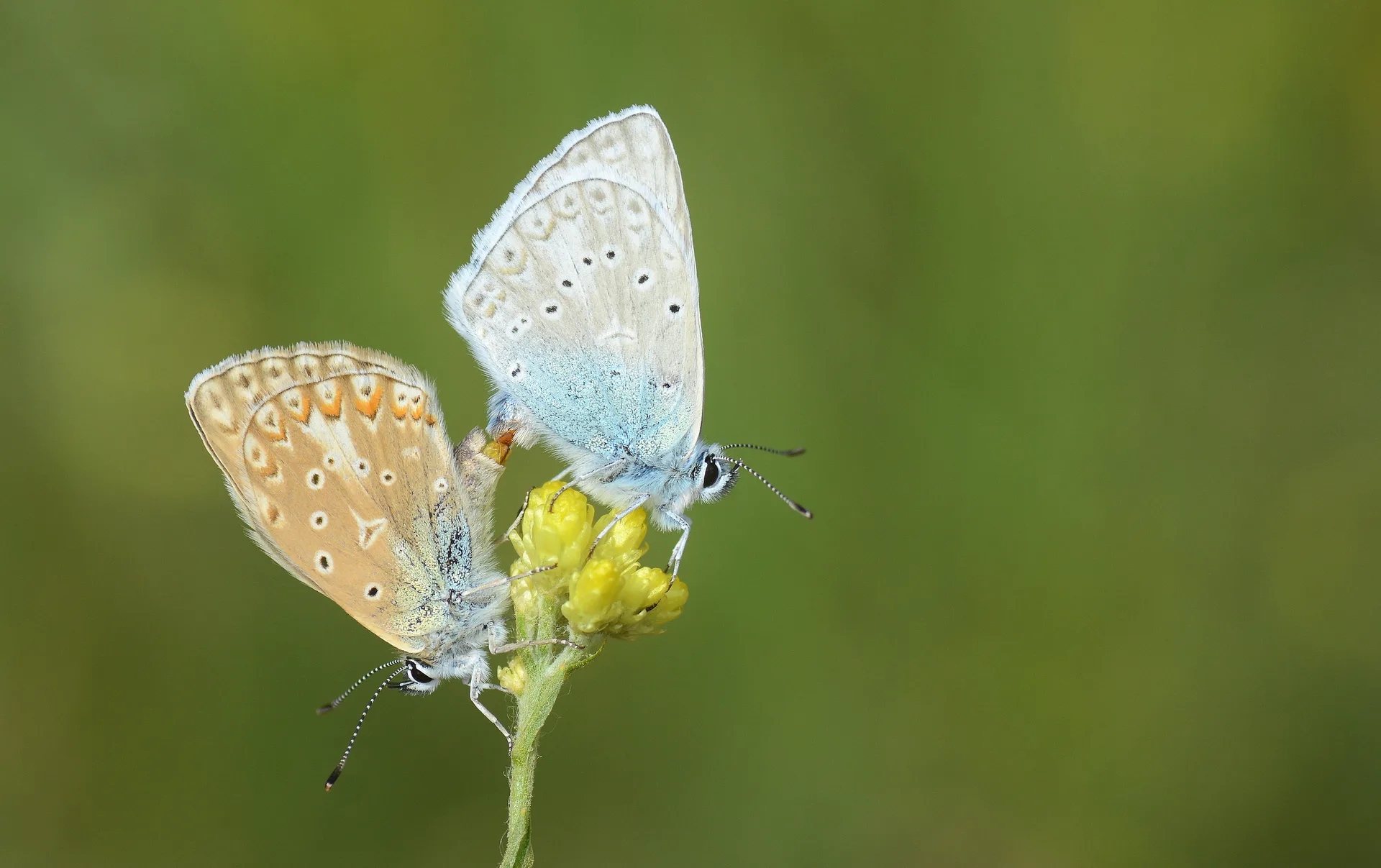 Polyommatus aedon (Çokgözlü Edonmavisi) butterfly photo