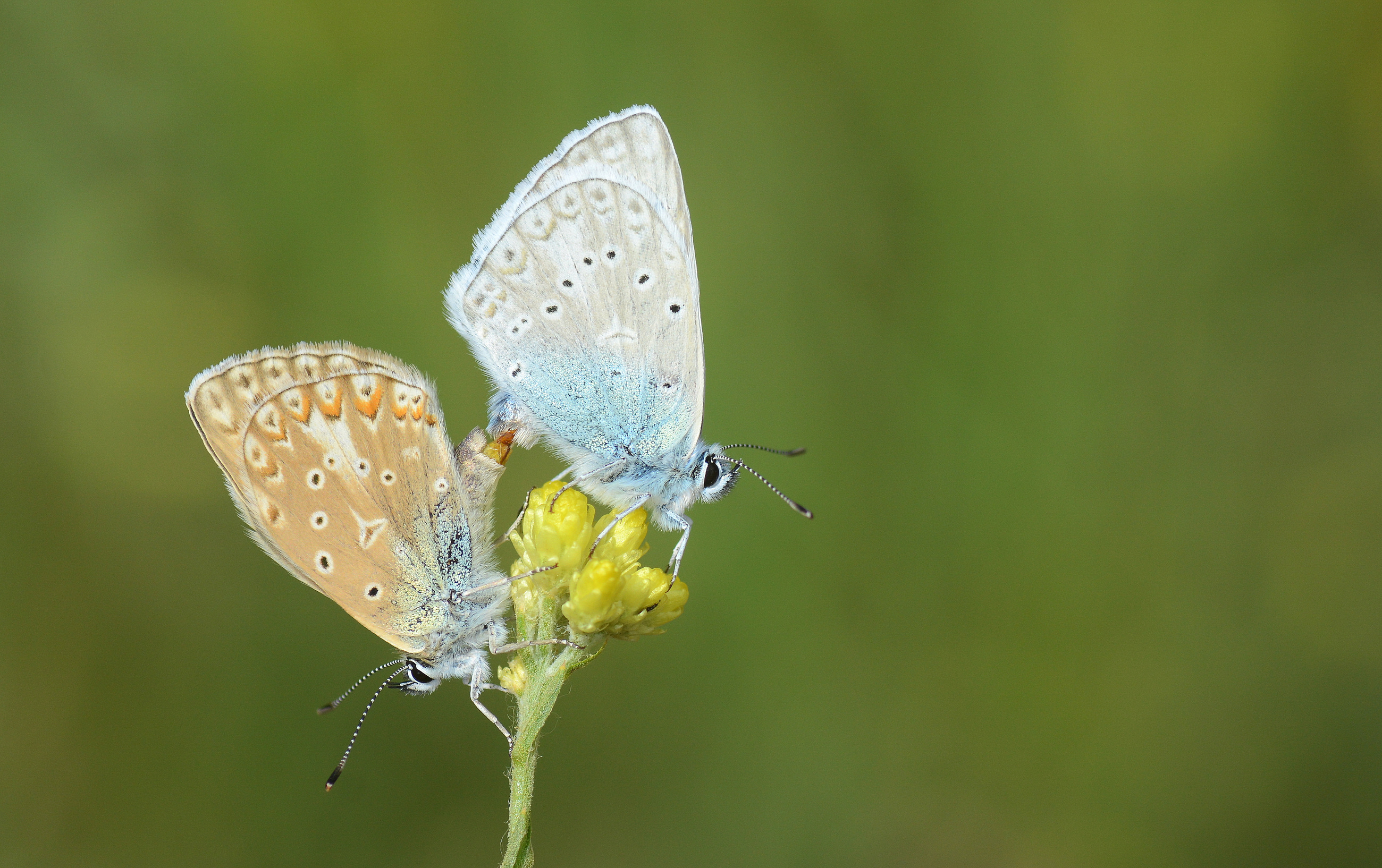 Polyommatus aedon (Çokgözlü Edonmavisi) butterfly photo