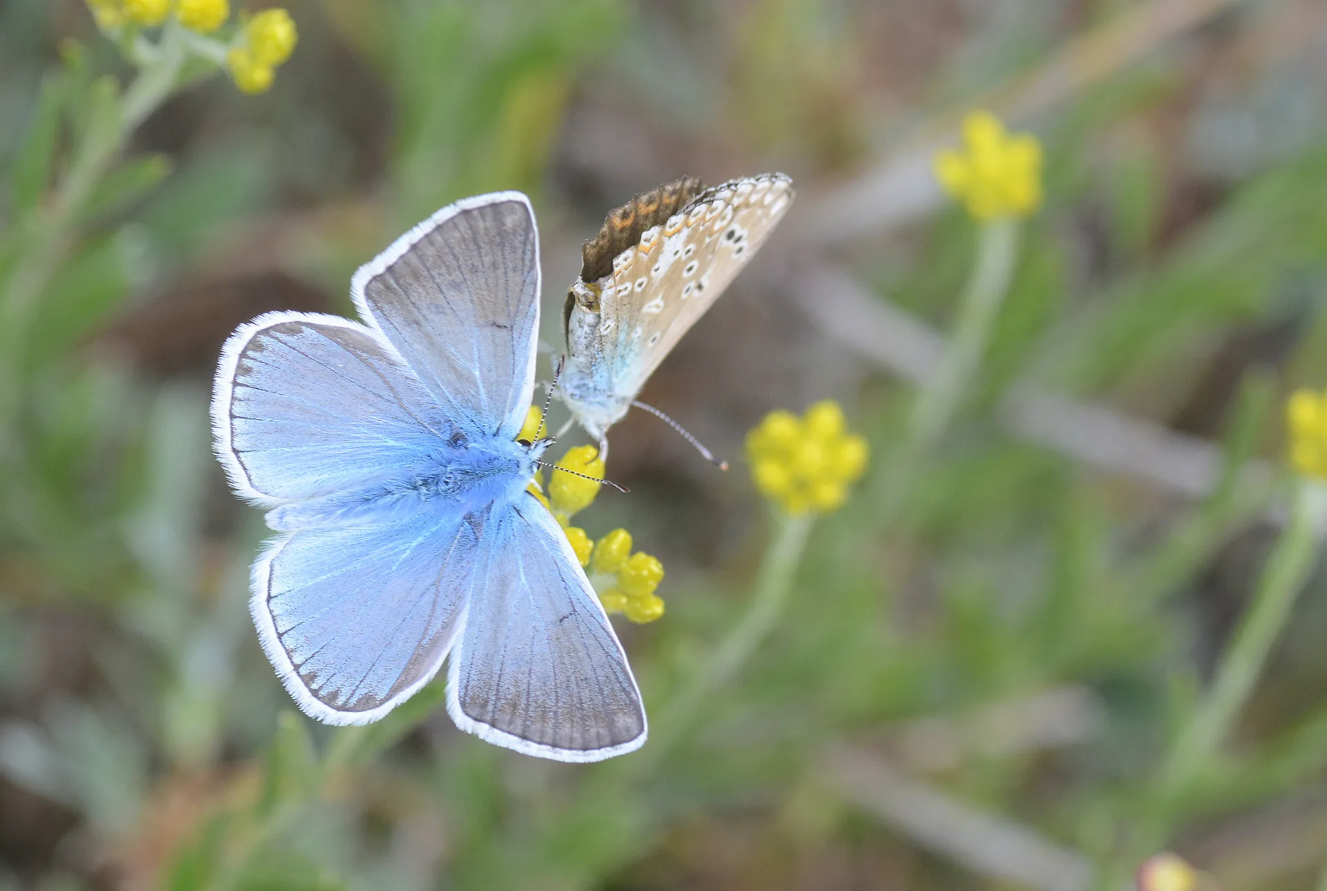 Polyommatus aedon (Ã‡okgÃ¶zlÃ¼ Edonmavisi) butterfly photo