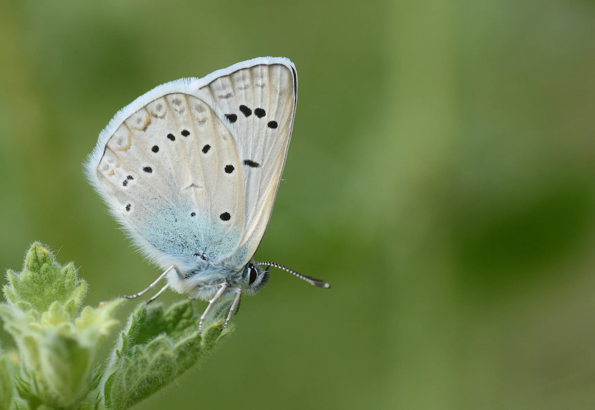 Polyommatus aedon (Ã‡okgÃ¶zlÃ¼ Edonmavisi) butterfly photo