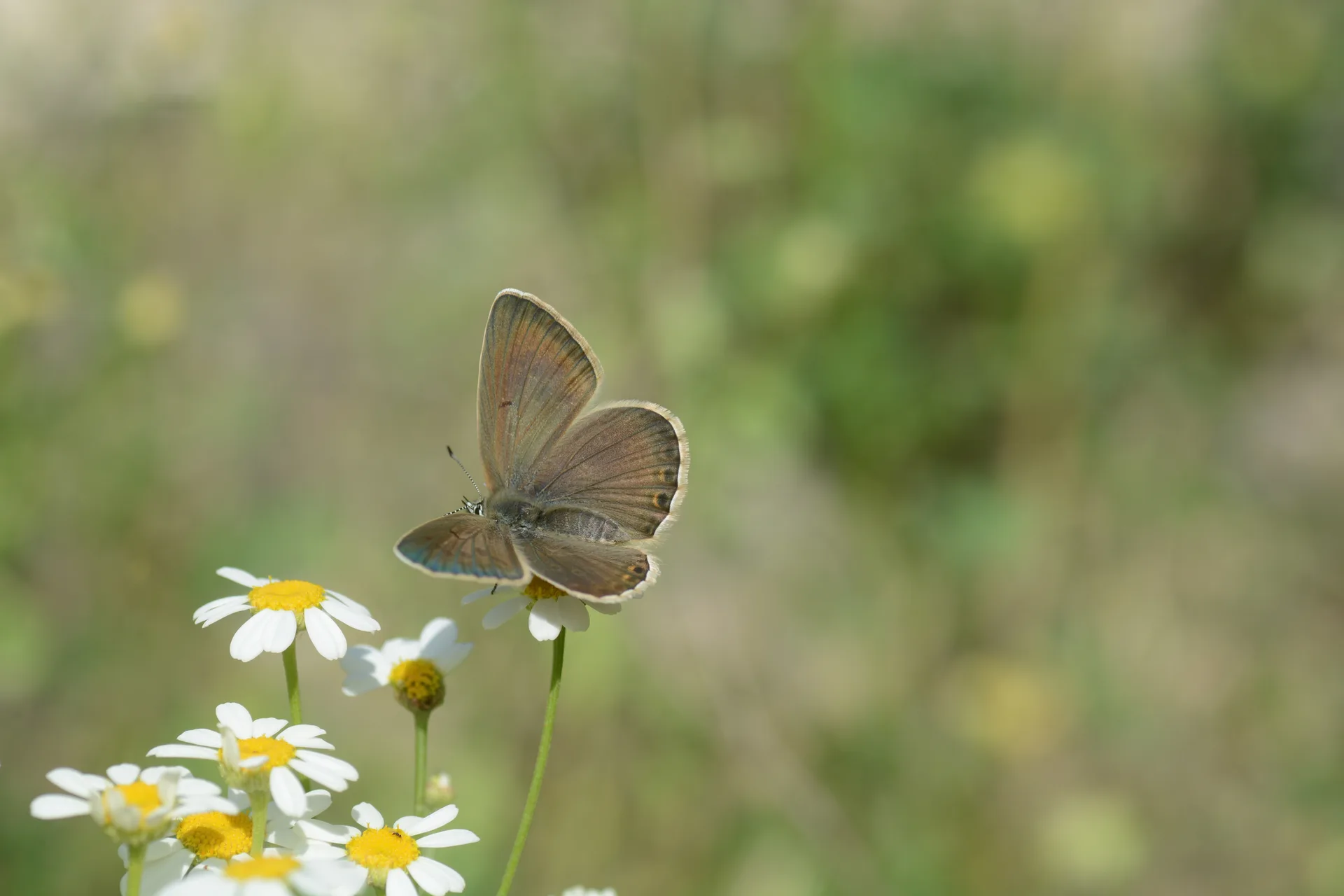 Polyommatus aedon (Ã‡okgÃ¶zlÃ¼ Edonmavisi) butterfly photo