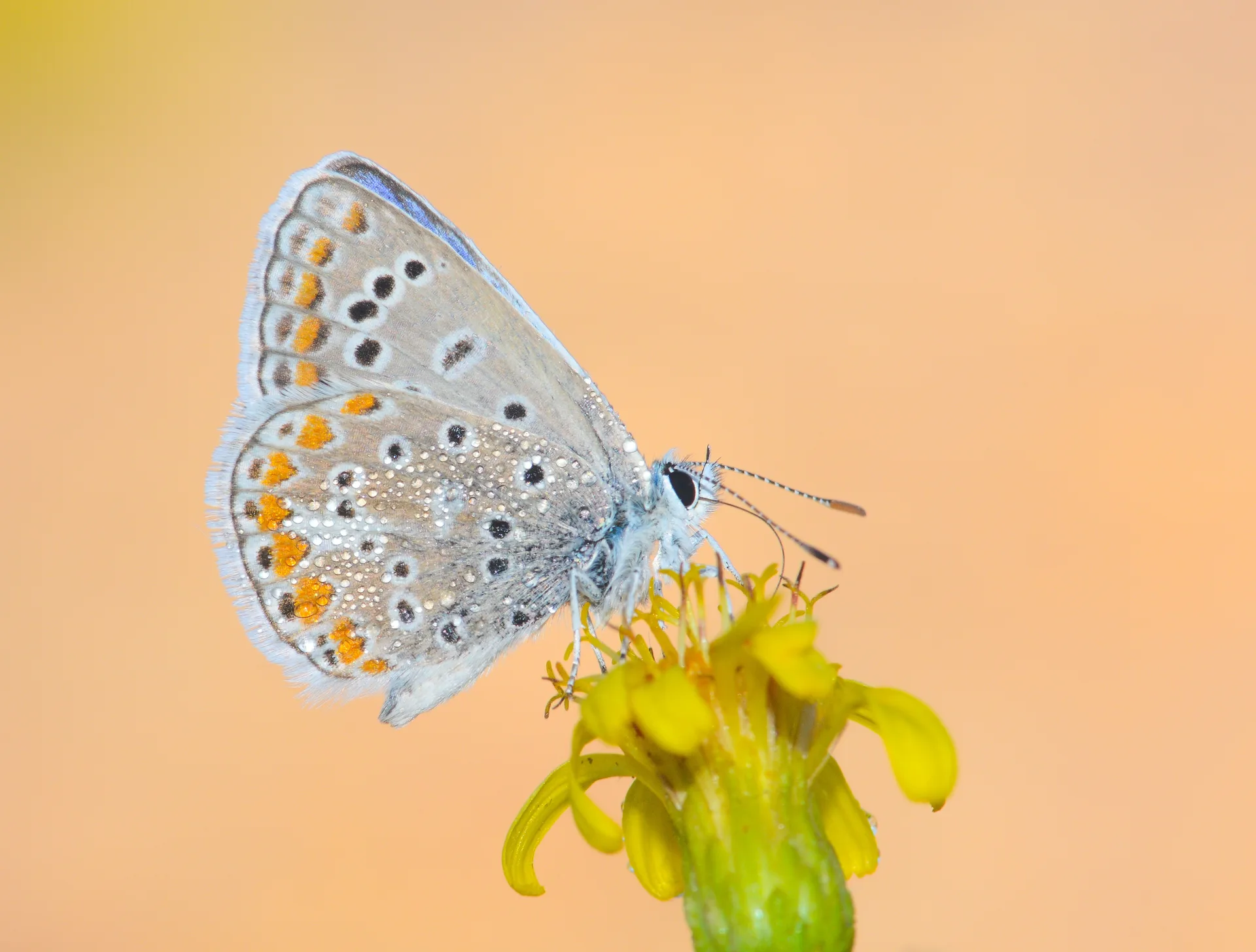 Polyommatus celina butterfly photo