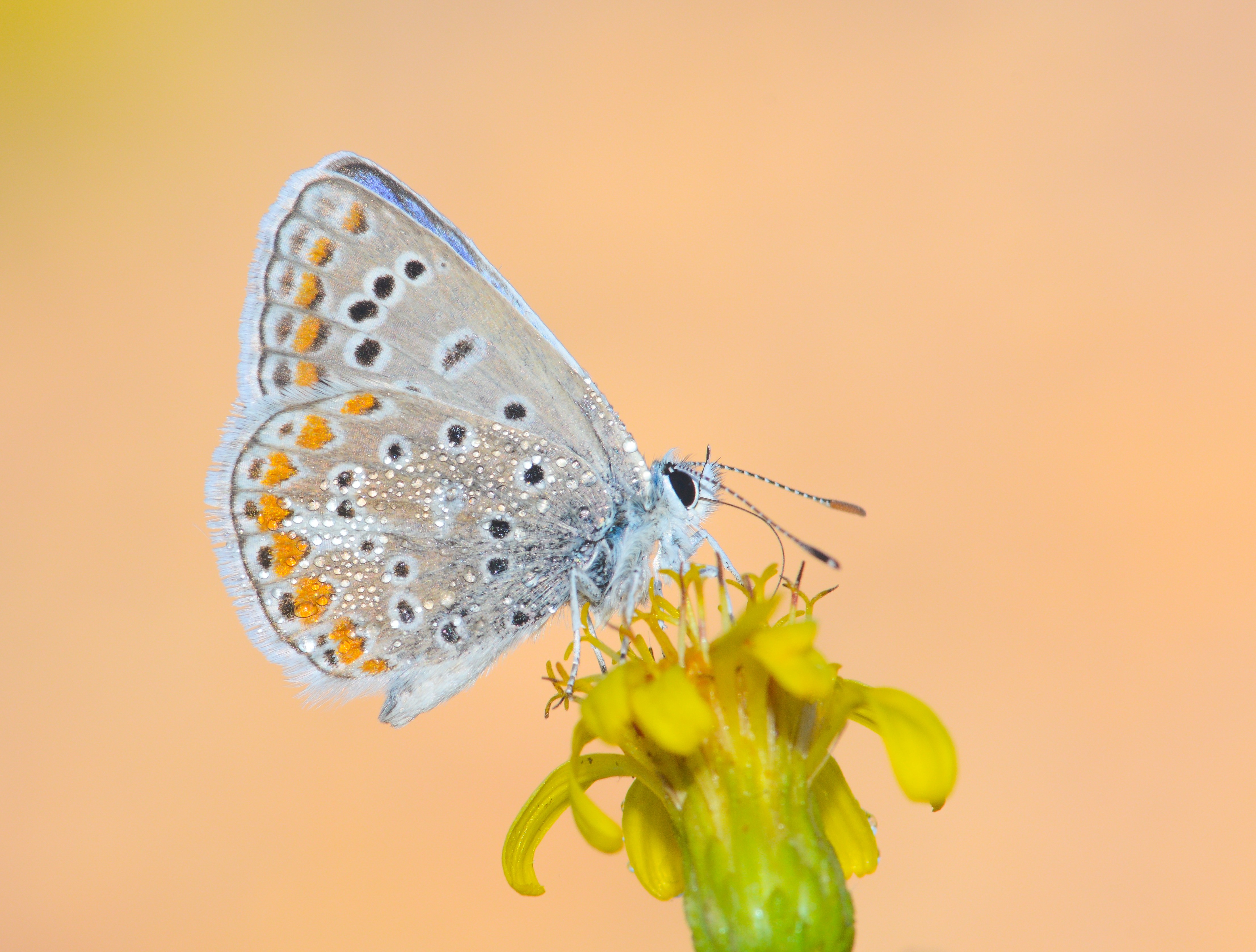Polyommatus celina butterfly photo