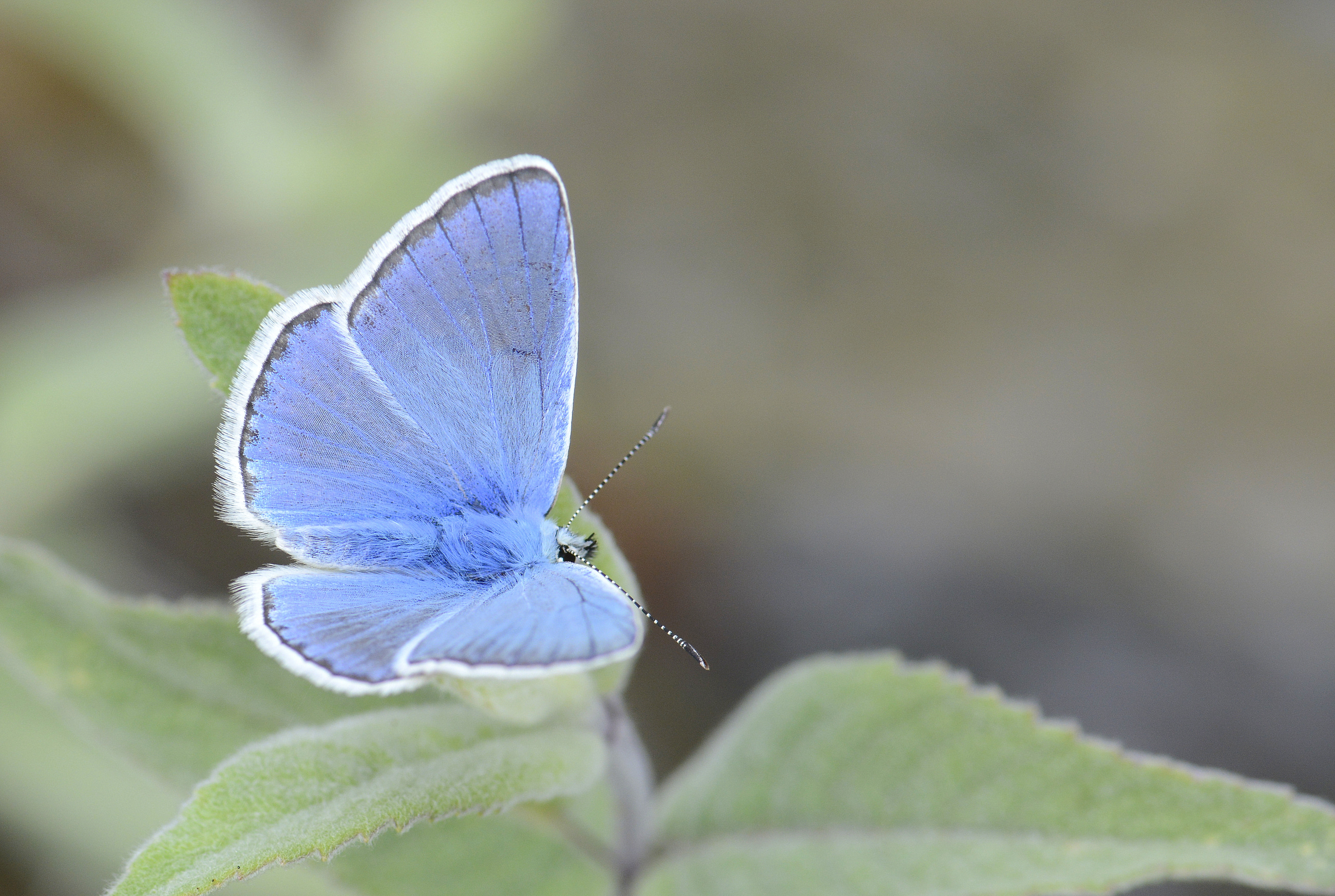 Polyommatus cornelius (Çokgözlü Küçük Turanmavisi) butterfly photo