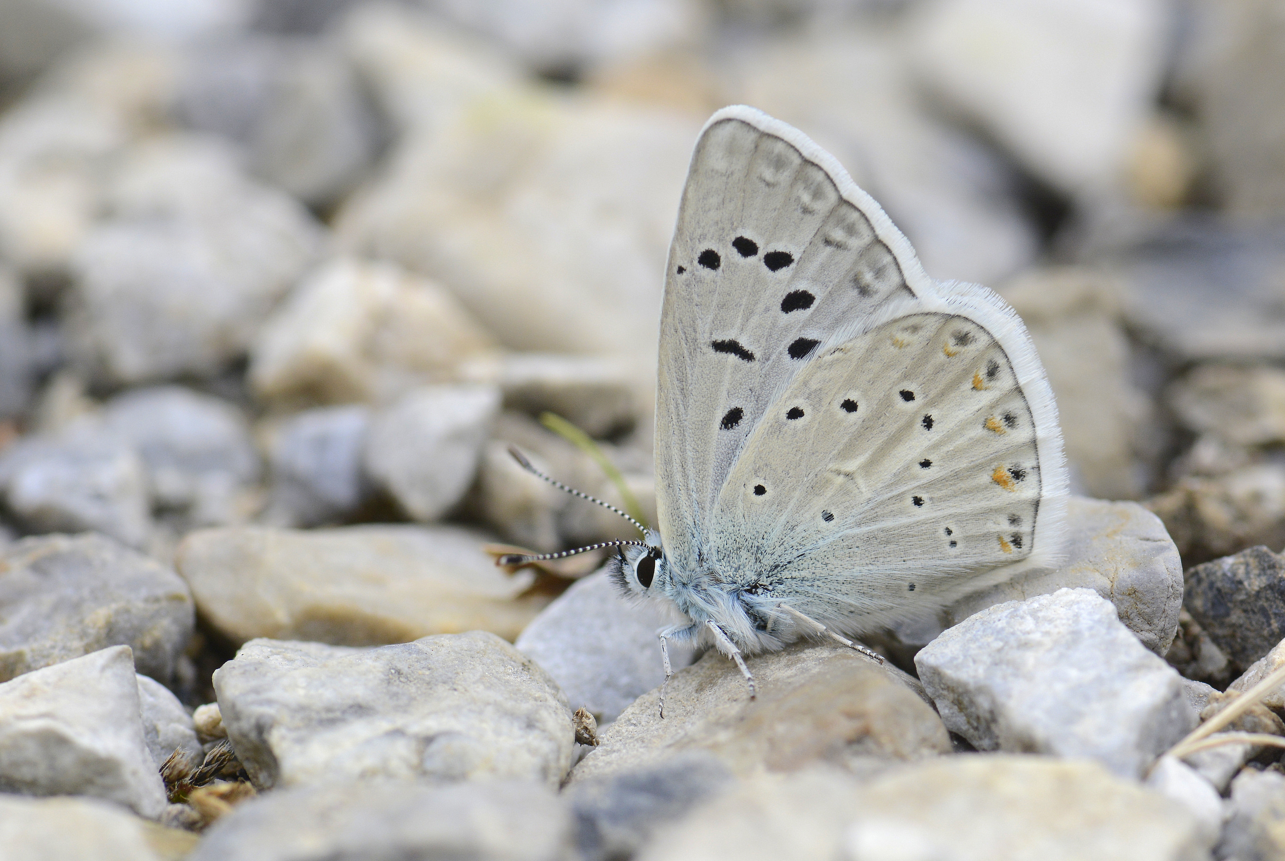 Polyommatus cornelius (Çokgözlü Küçük Turanmavisi) butterfly photo