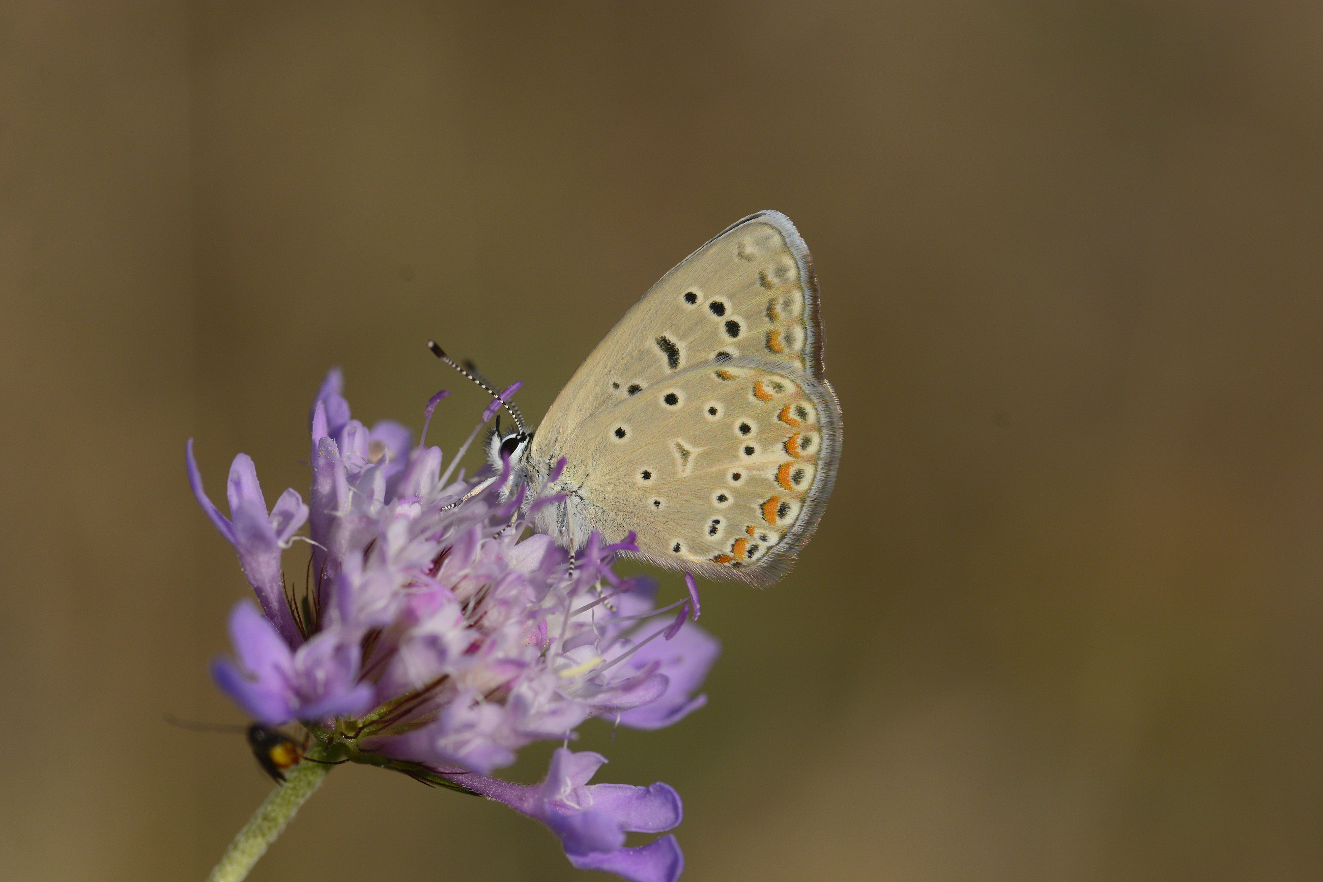 Polyommatus cornelius (Çokgözlü Küçük Turanmavisi) butterfly photo
