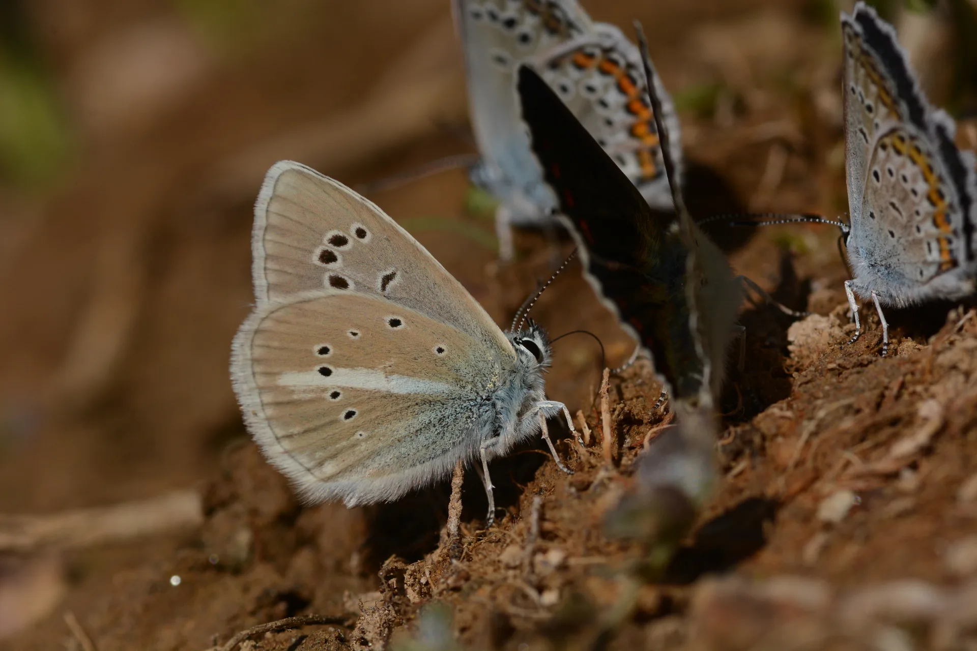 Polyommatus damon (Çokgözlü Damonmavisi) butterfly photo