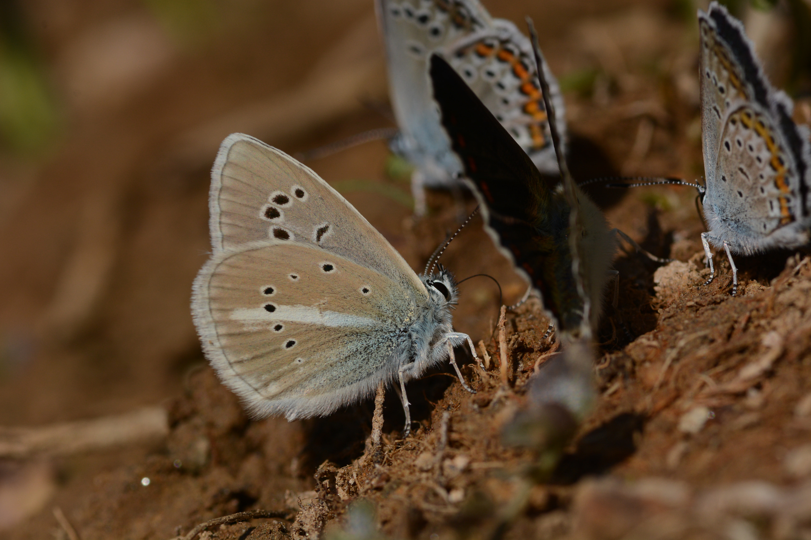 Polyommatus damon (Çokgözlü Damonmavisi) butterfly photo