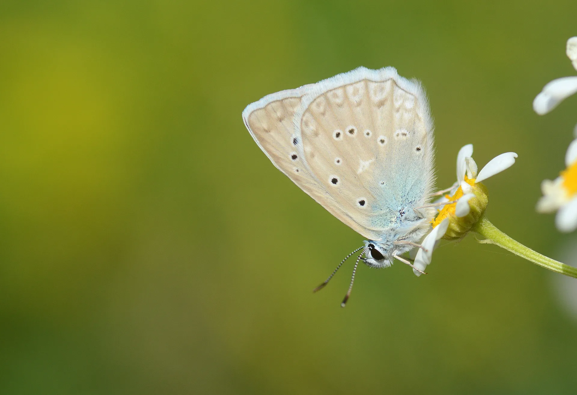 Polyommatus daphnis (Çokgözlü Dafnis) butterfly photo