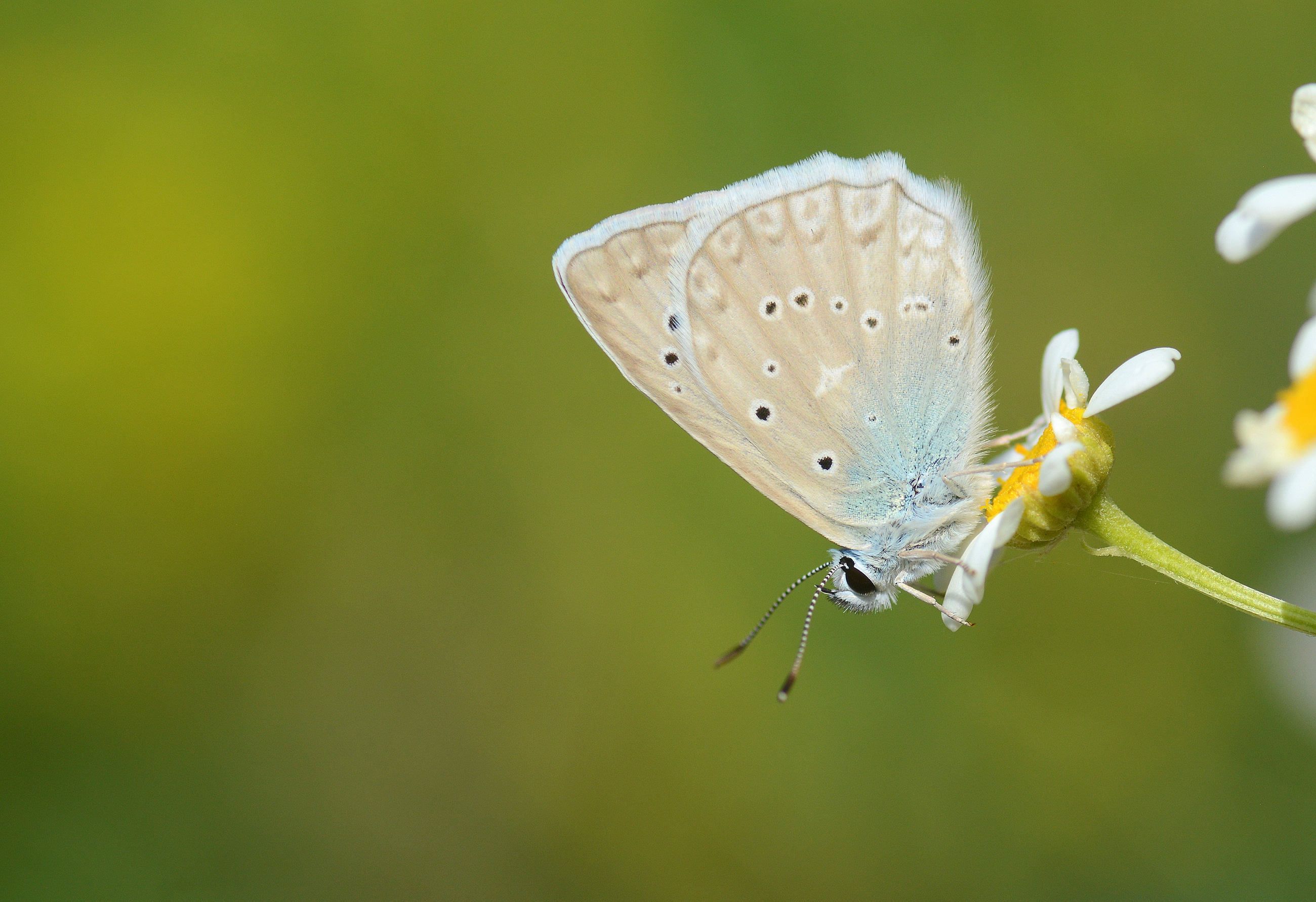 Polyommatus daphnis (Çokgözlü Dafnis) butterfly photo