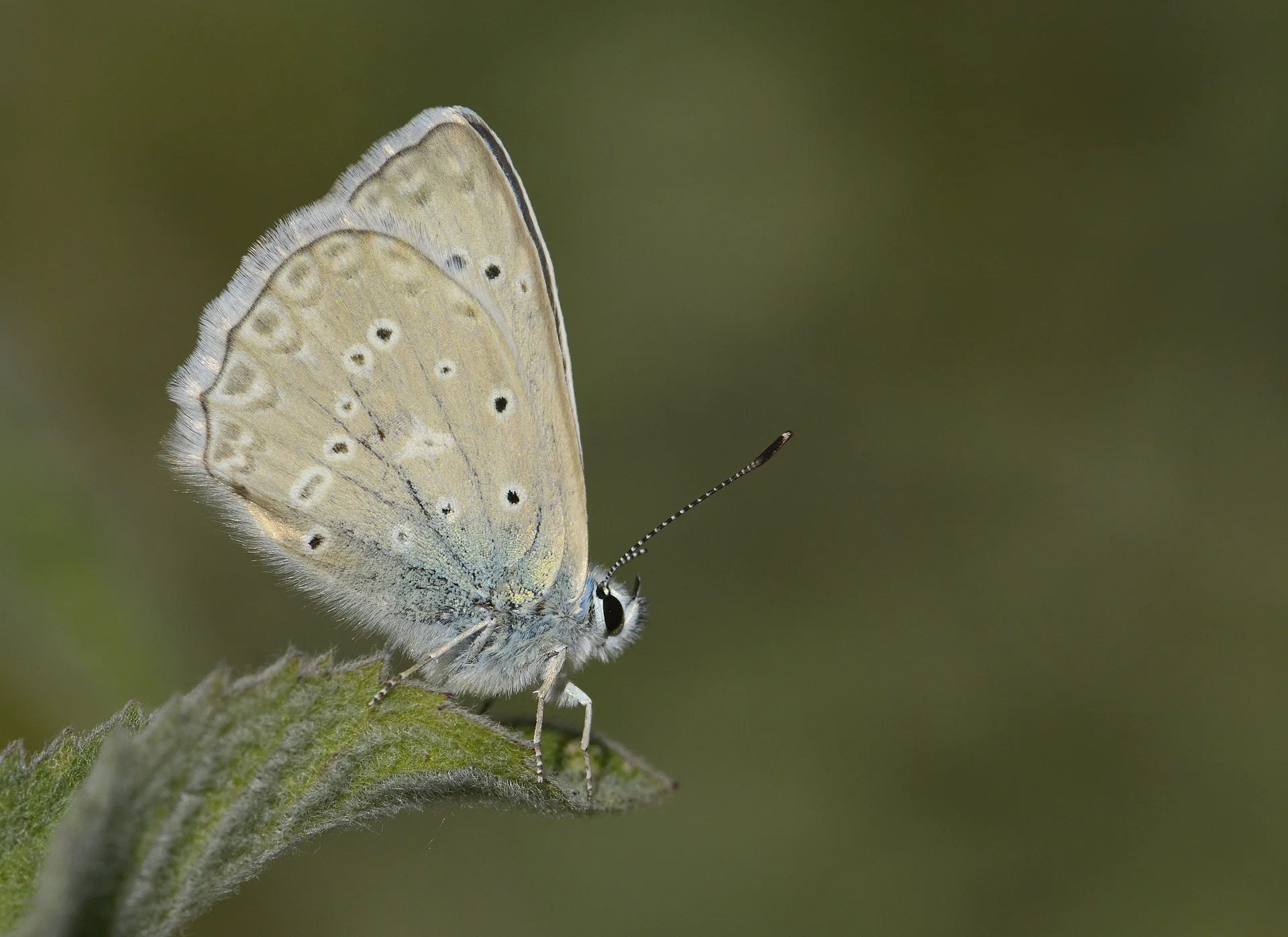 Polyommatus daphnis (Ã‡okgÃ¶zlÃ¼ Dafnis) butterfly photo