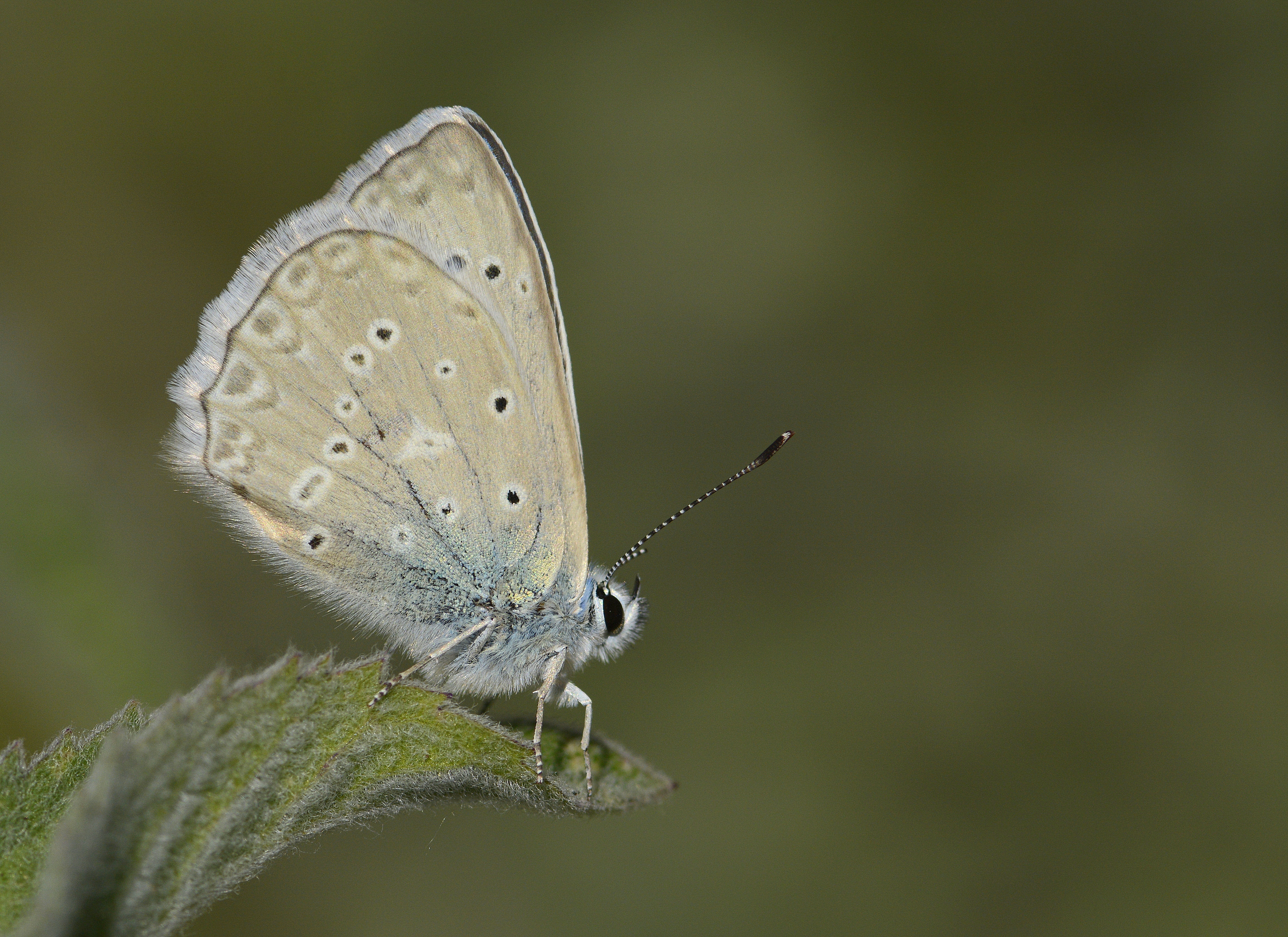 Polyommatus daphnis (Çokgözlü Dafnis) butterfly photo