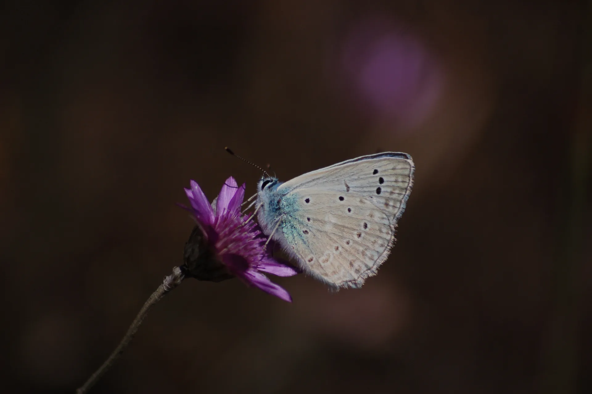 Polyommatus daphnis (Ã‡okgÃ¶zlÃ¼ Dafnis) butterfly photo