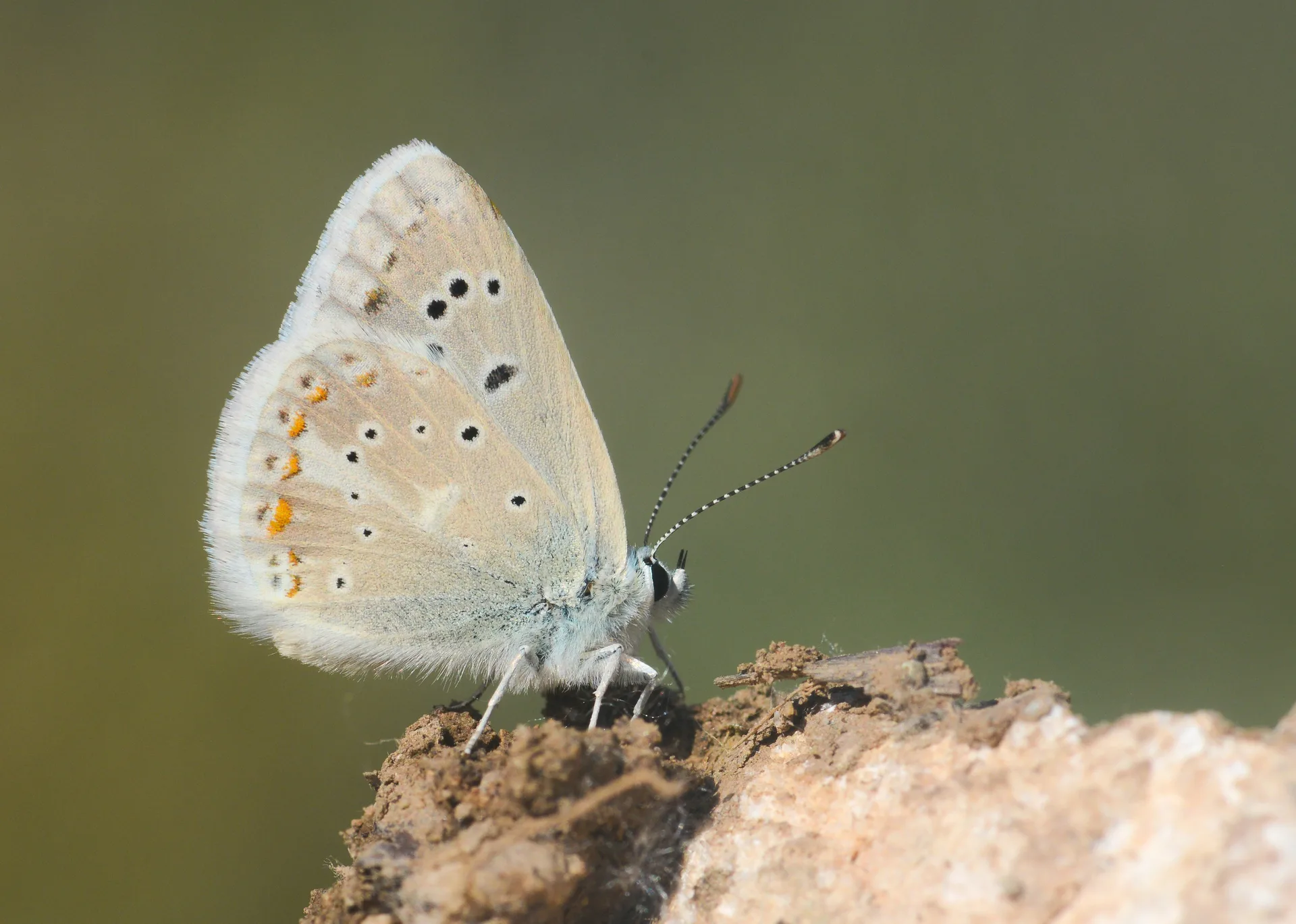 Polyommatus dorylas (Çokgözlü Turkuvazmavisi) butterfly photo