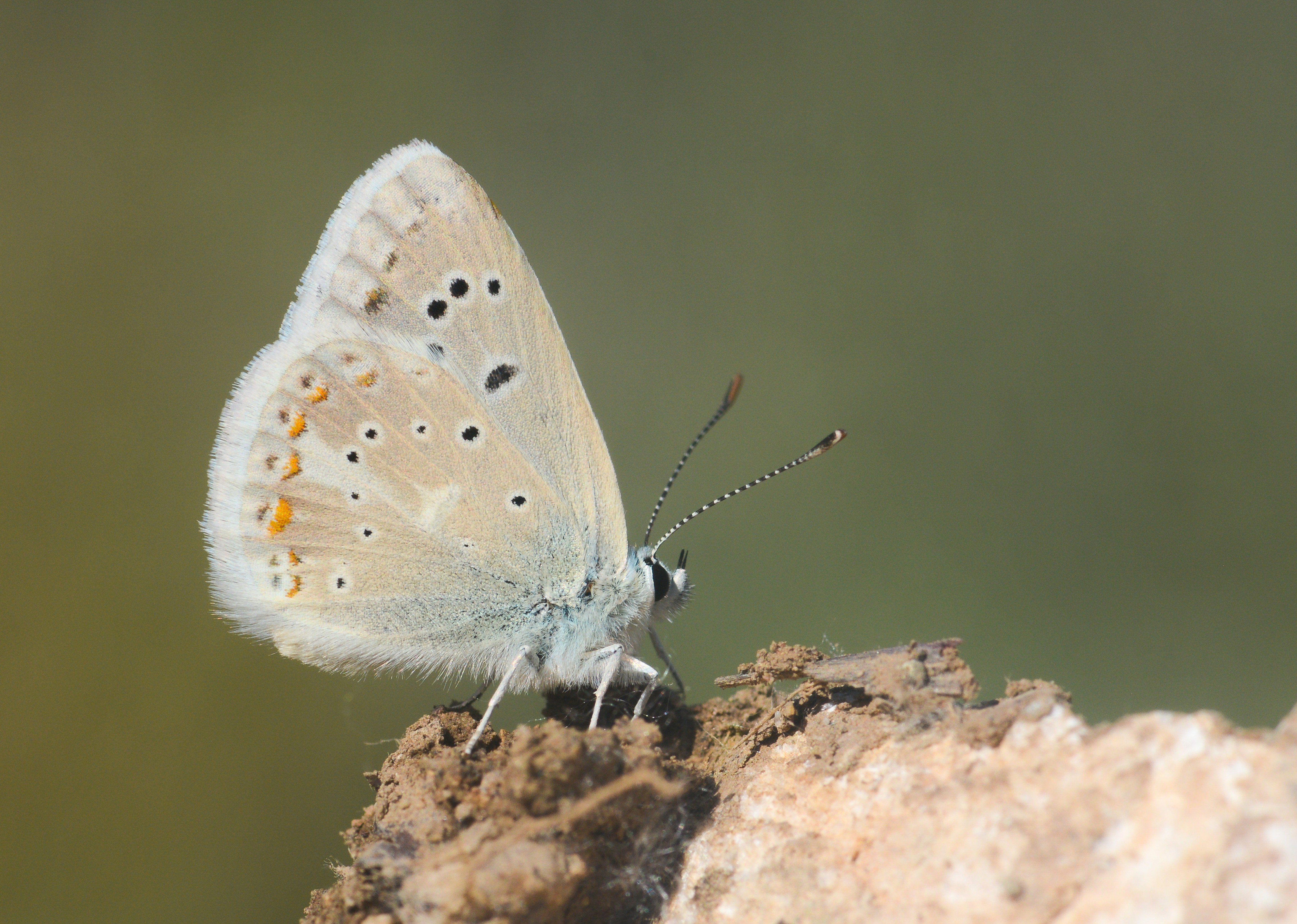 Polyommatus dorylas (Çokgözlü Turkuvazmavisi) butterfly photo