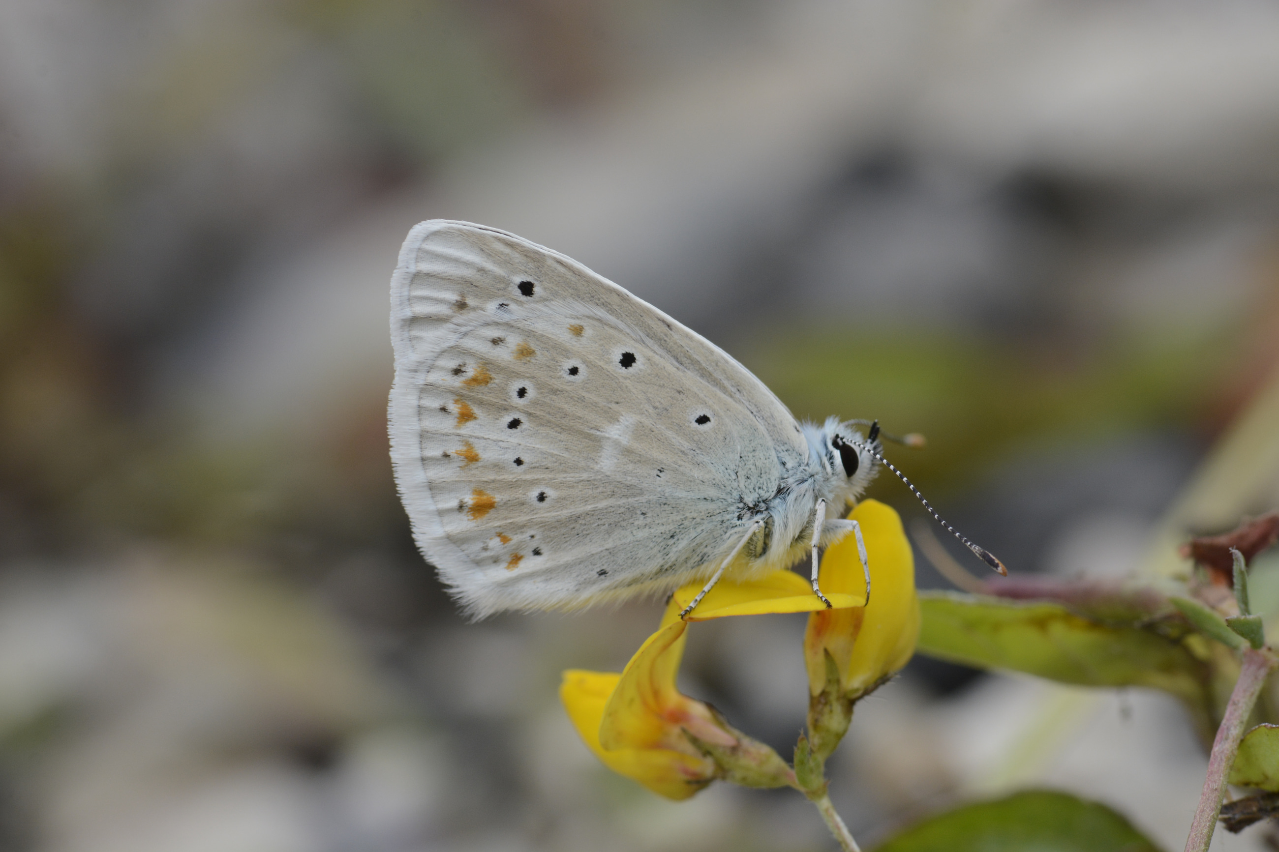 Polyommatus dorylas (Çokgözlü Turkuvazmavisi) butterfly photo