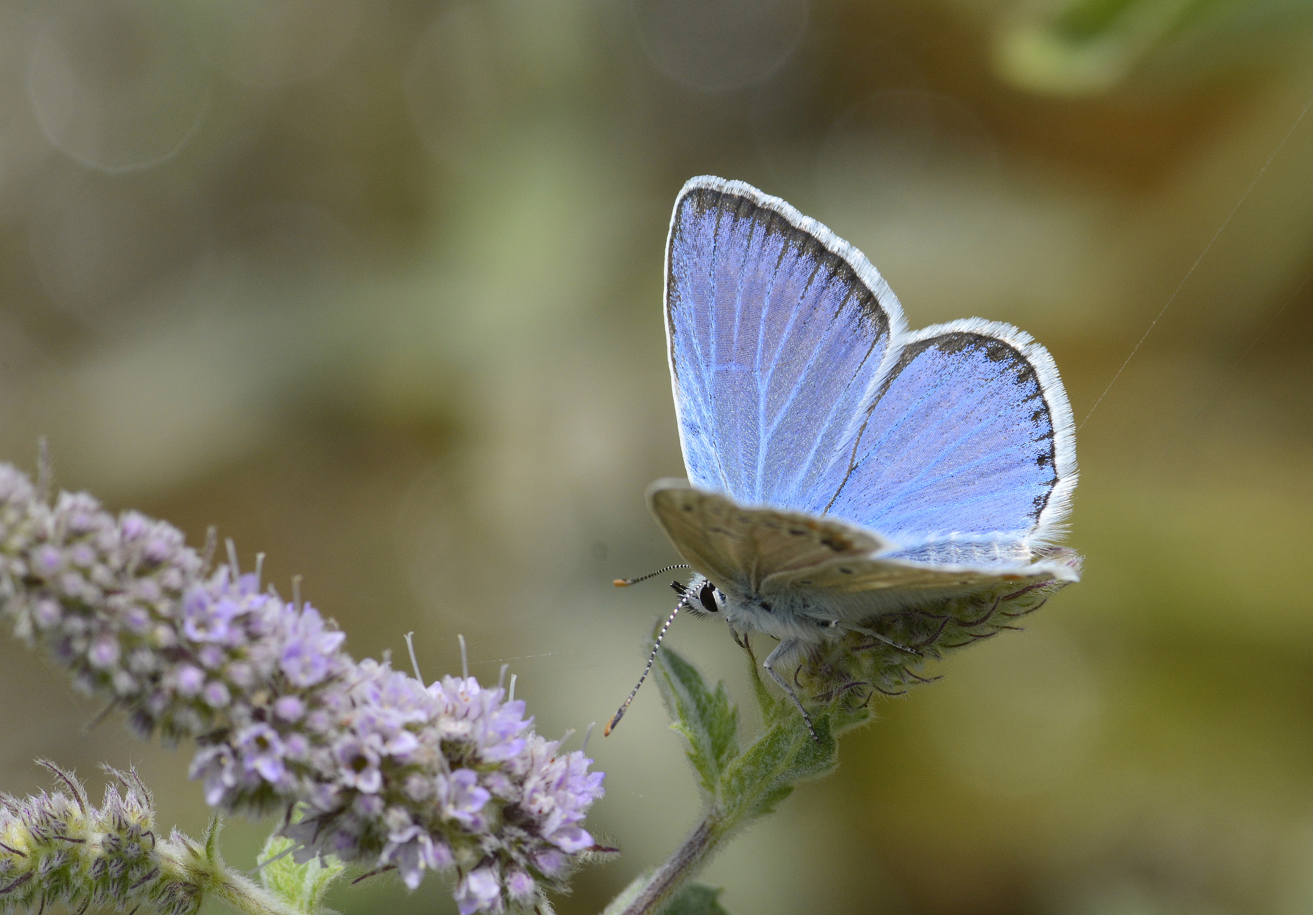 Polyommatus dorylas (Çokgözlü Turkuvazmavisi) butterfly photo