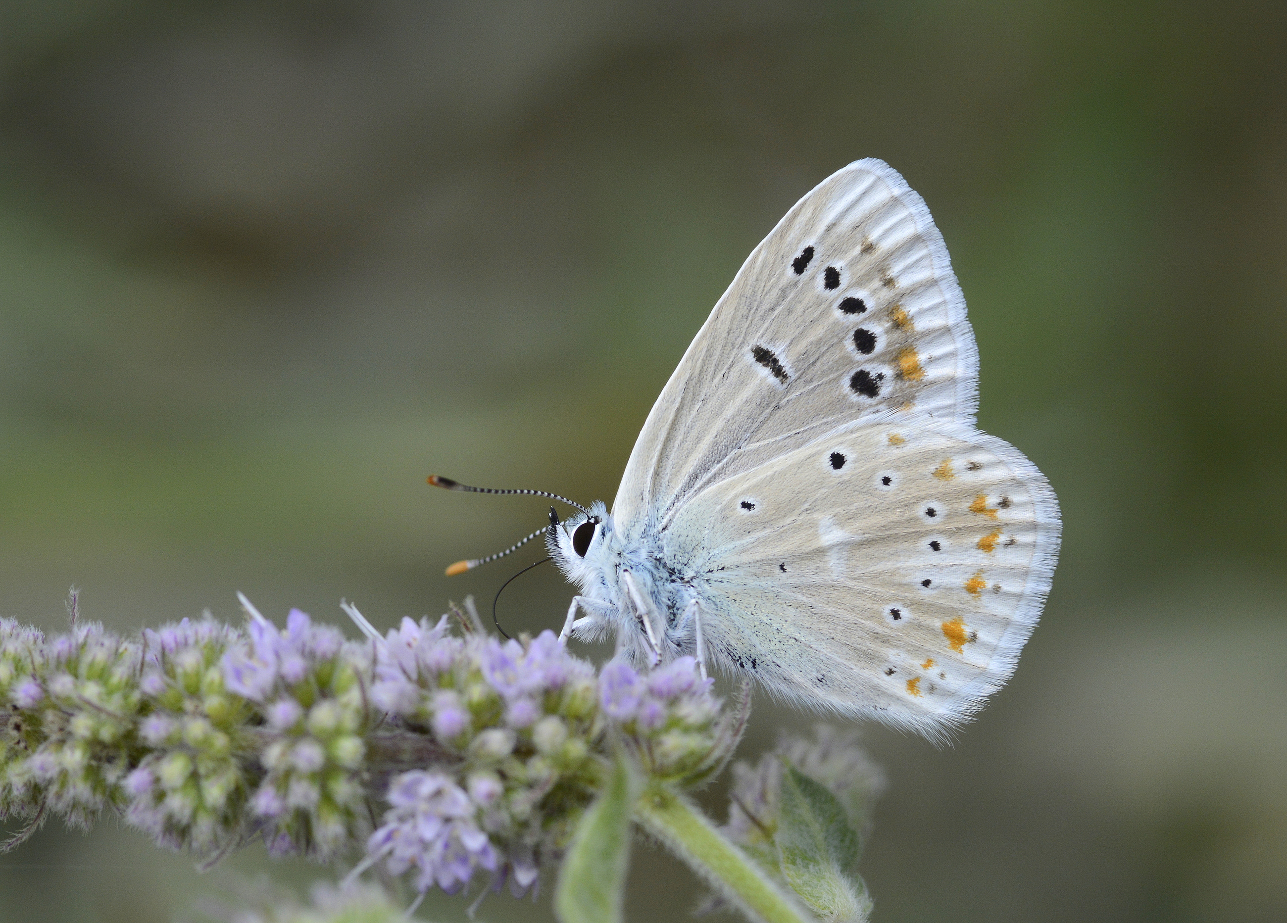 Polyommatus dorylas (Çokgözlü Turkuvazmavisi) butterfly photo