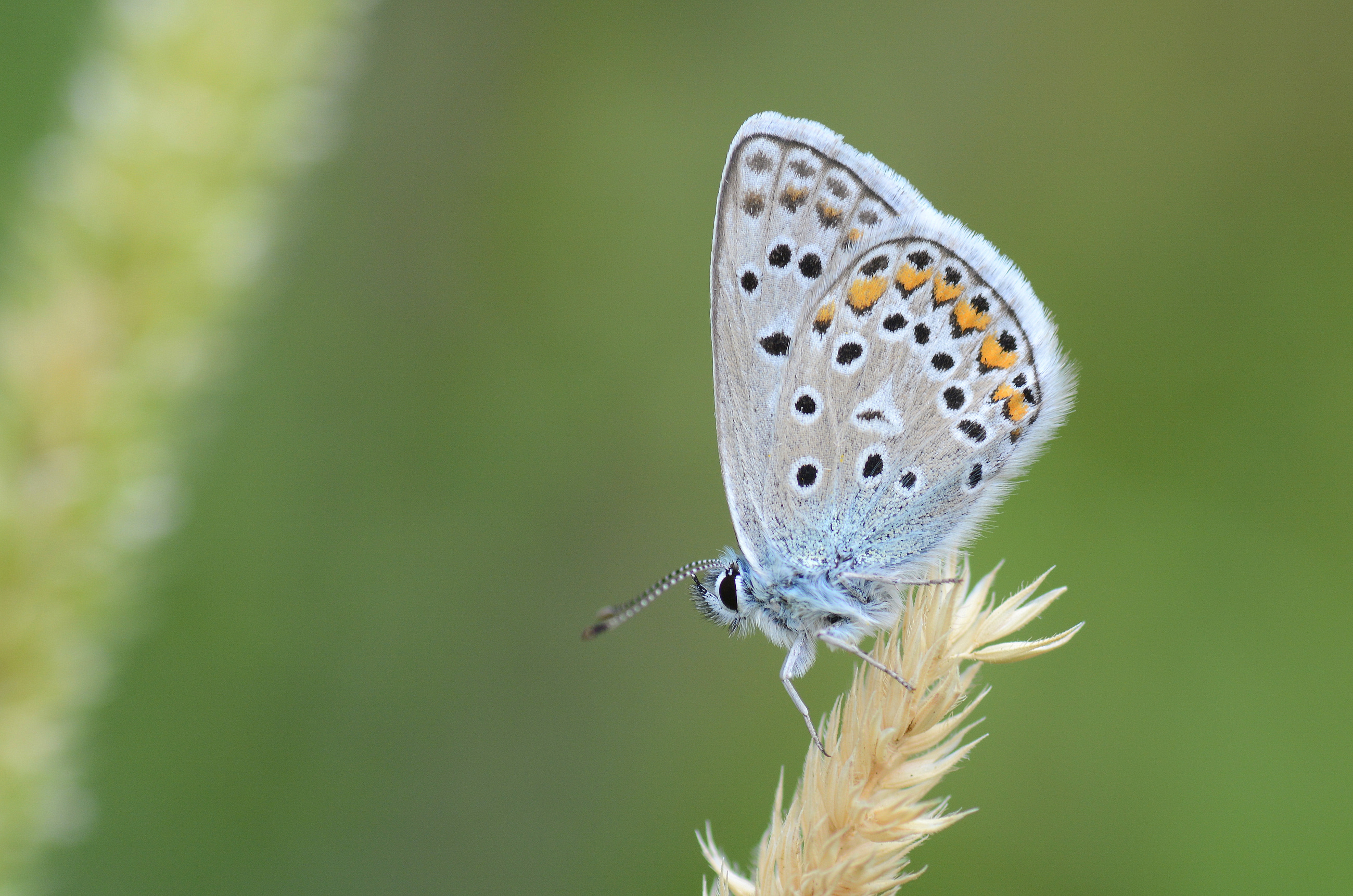 Polyommatus eros (Çokgözlü Eros) butterfly photo