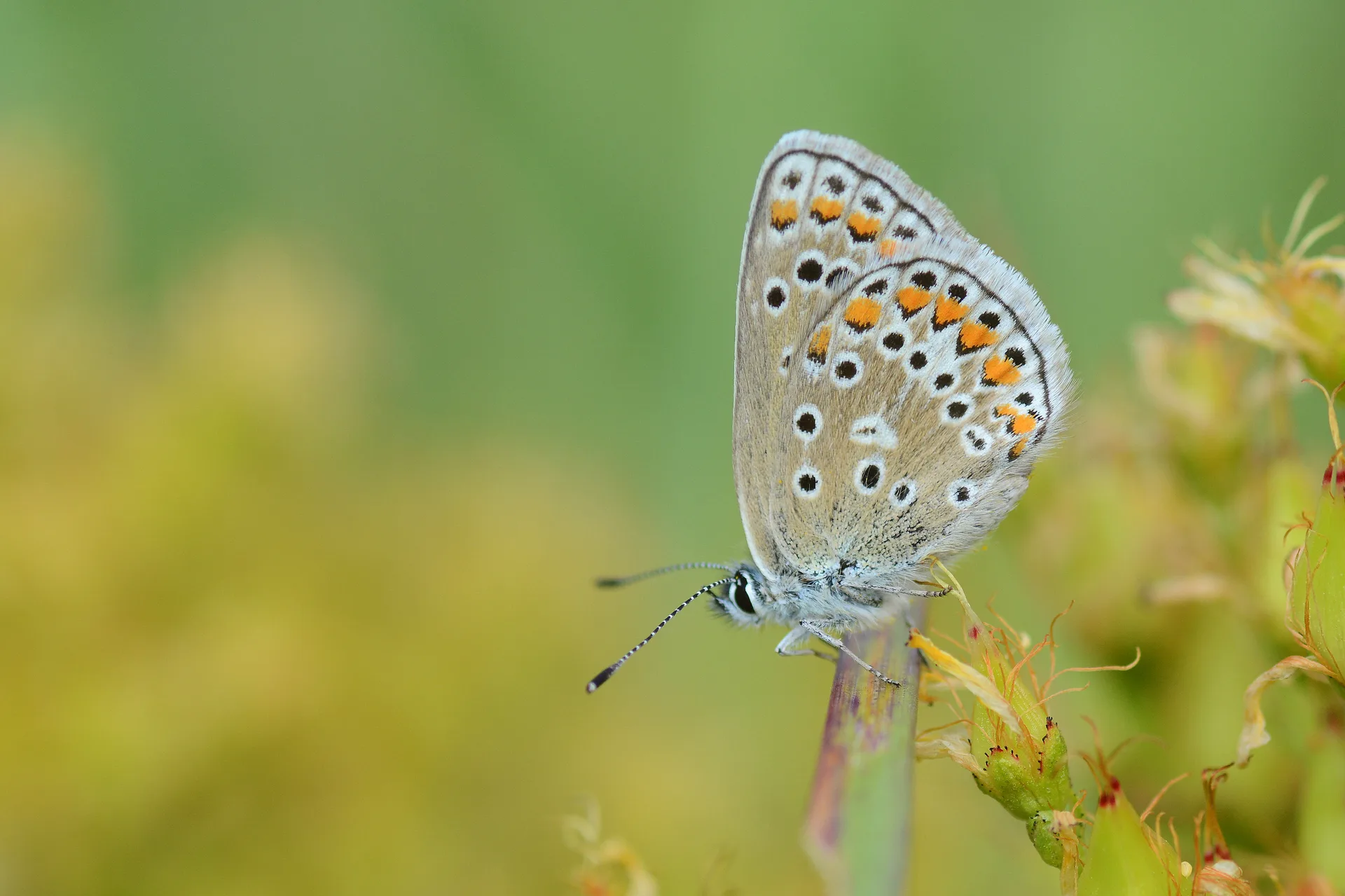 Polyommatus eros (Ã‡okgÃ¶zlÃ¼ Eros) butterfly photo