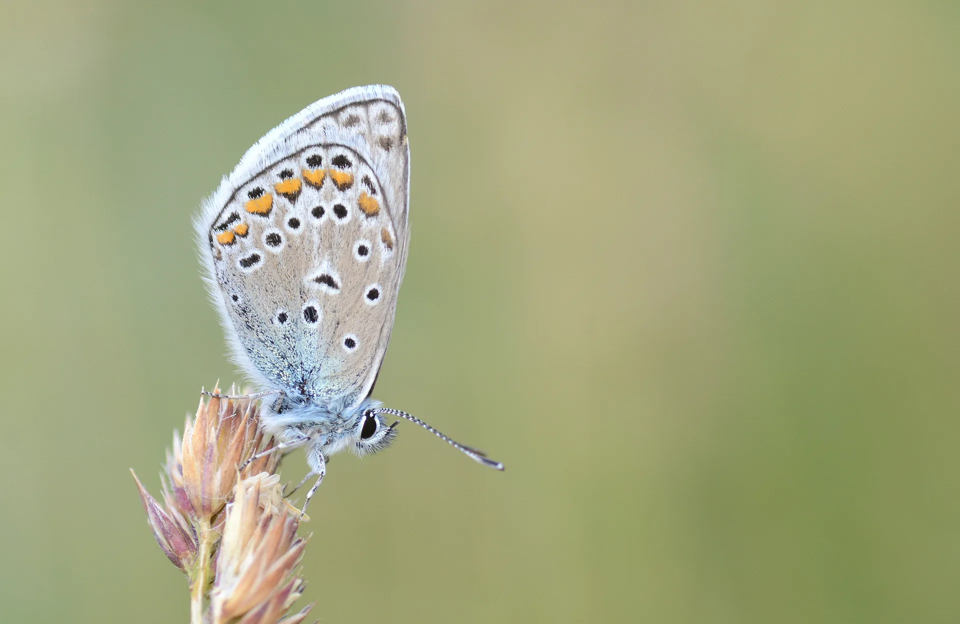 Polyommatus eros (Ã‡okgÃ¶zlÃ¼ Eros) butterfly photo