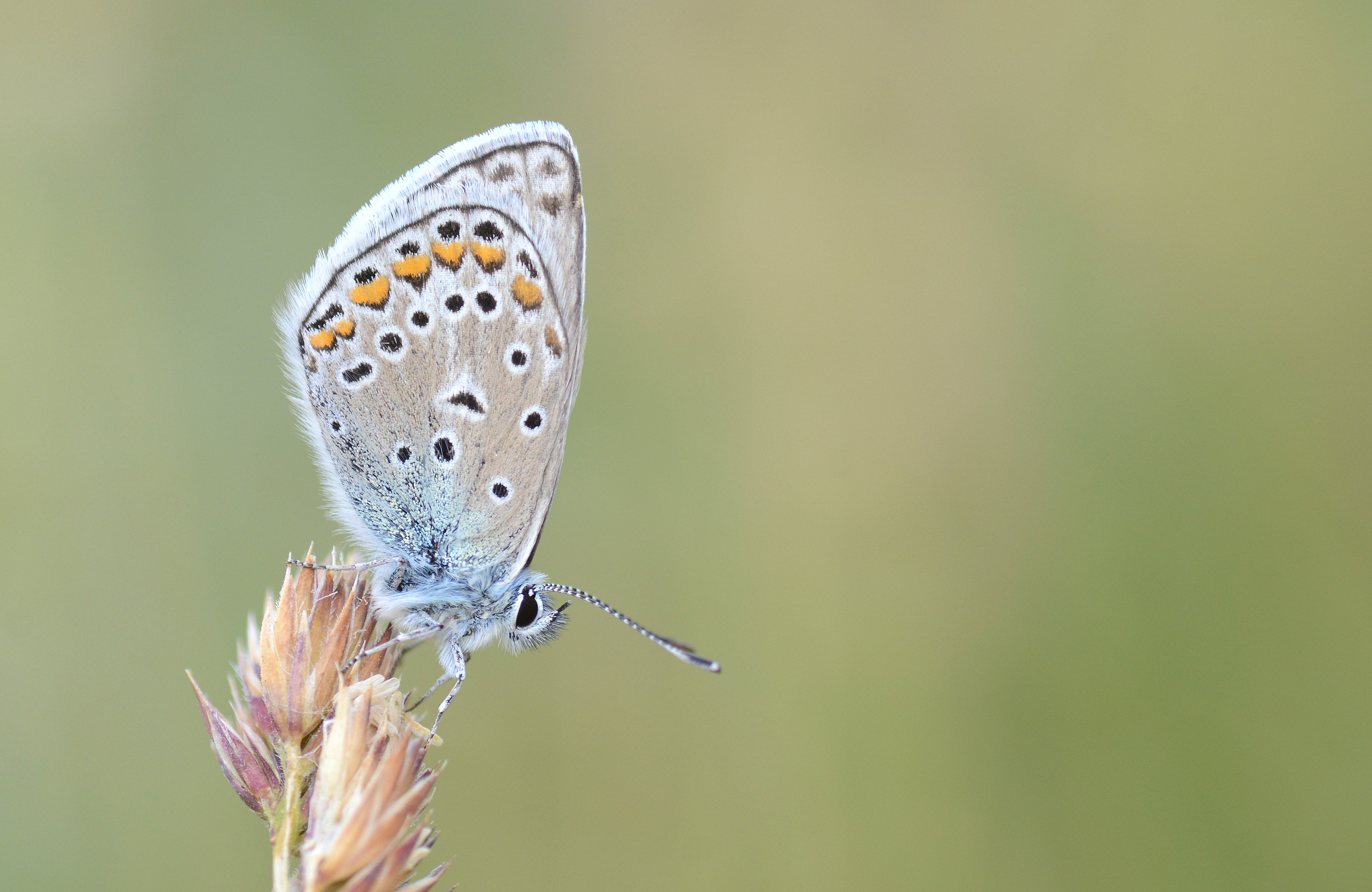 Polyommatus eros (Çokgözlü Eros) butterfly photo