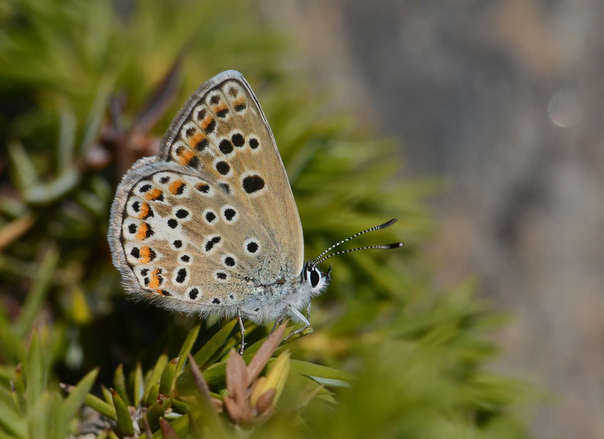 Polyommatus escheri (Çokgözlü Eşermavisi) butterfly photo