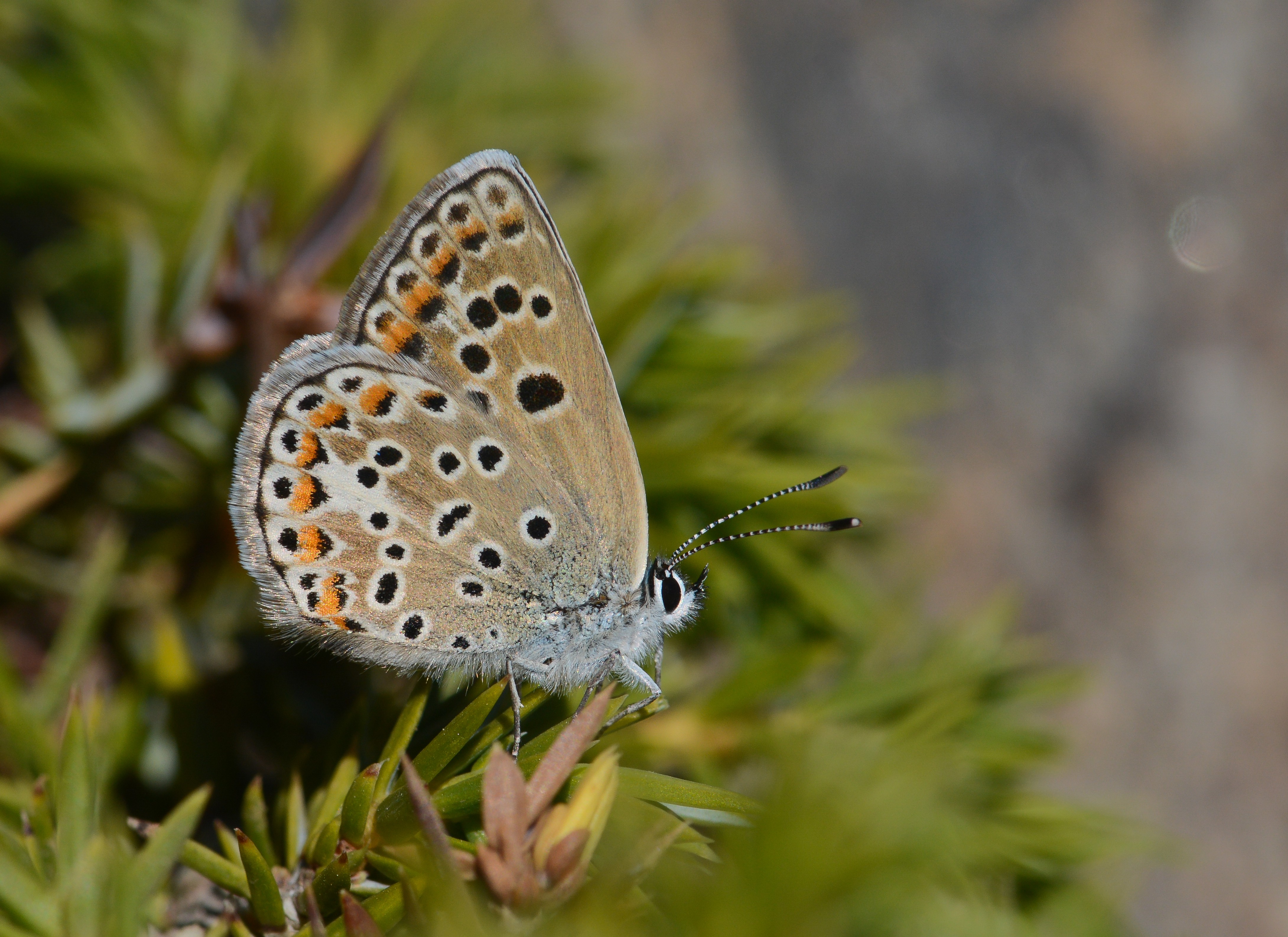 Polyommatus escheri (Çokgözlü Eşermavisi) butterfly photo