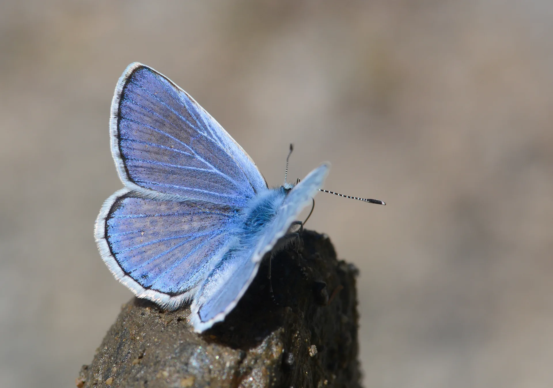 Polyommatus escheri (Ã‡okgÃ¶zlÃ¼ EÅŸermavisi) butterfly photo