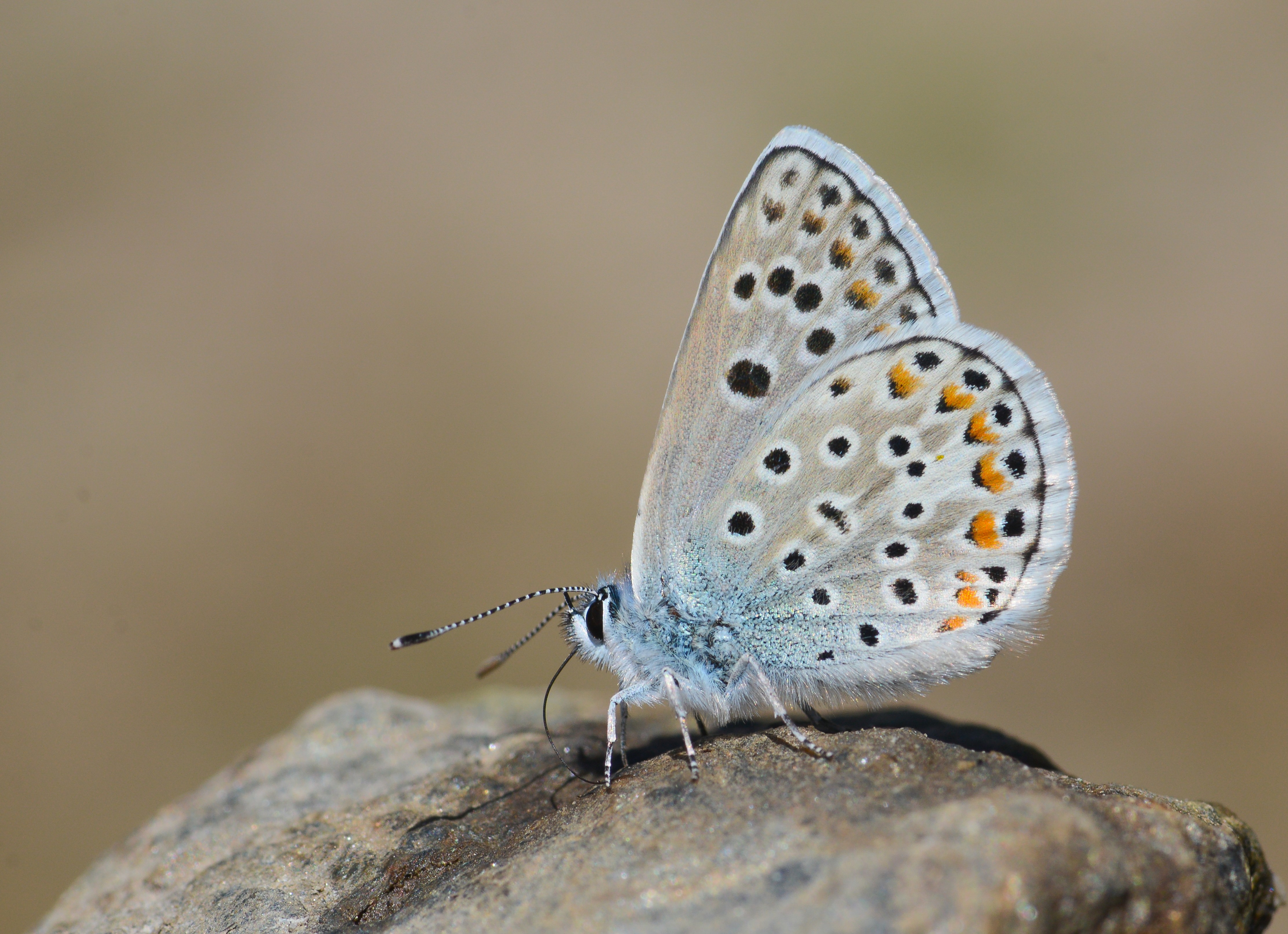 Polyommatus escheri (Çokgözlü Eşermavisi) butterfly photo