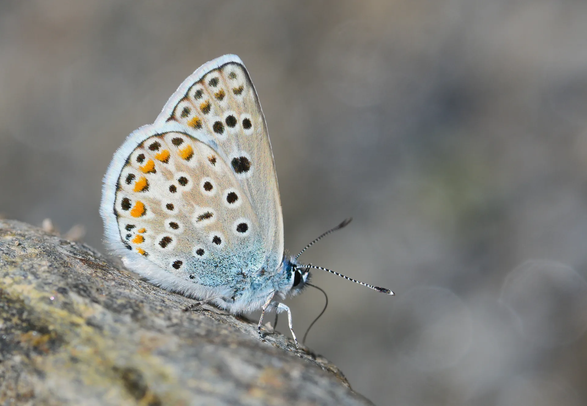 Polyommatus escheri (Ã‡okgÃ¶zlÃ¼ EÅŸermavisi) butterfly photo