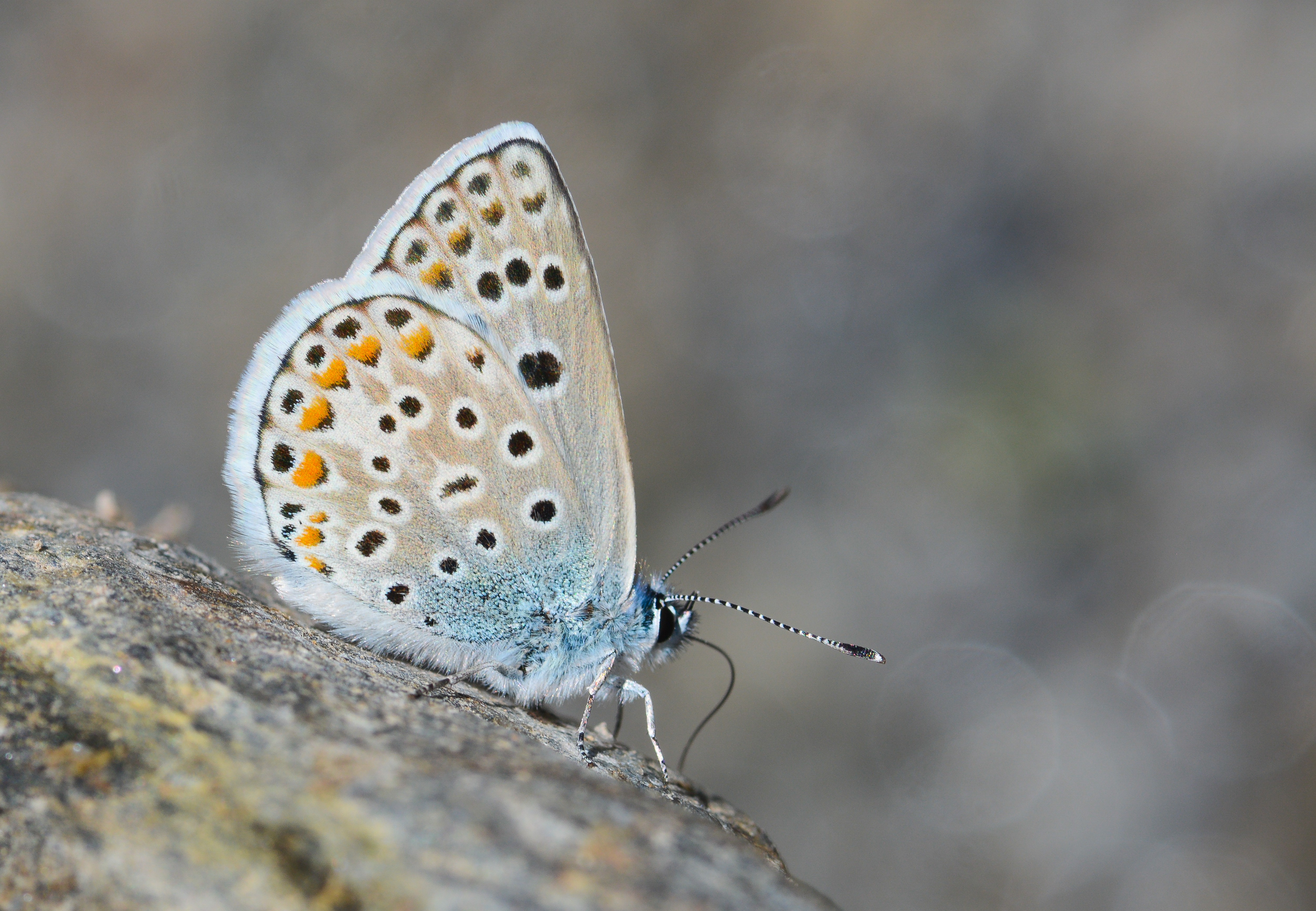 Polyommatus escheri (Çokgözlü Eşermavisi) butterfly photo