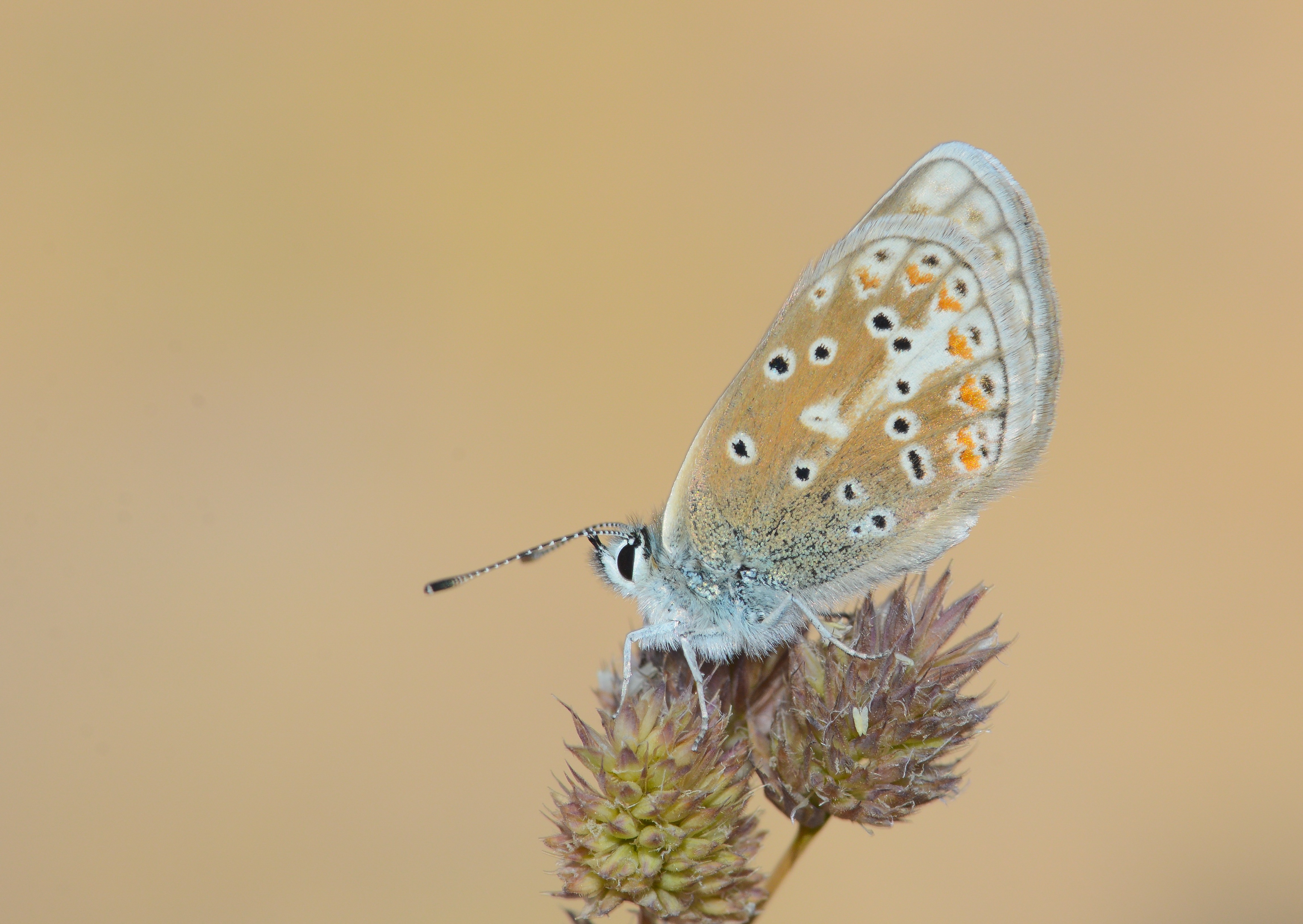 Polyommatus golgus butterfly photo